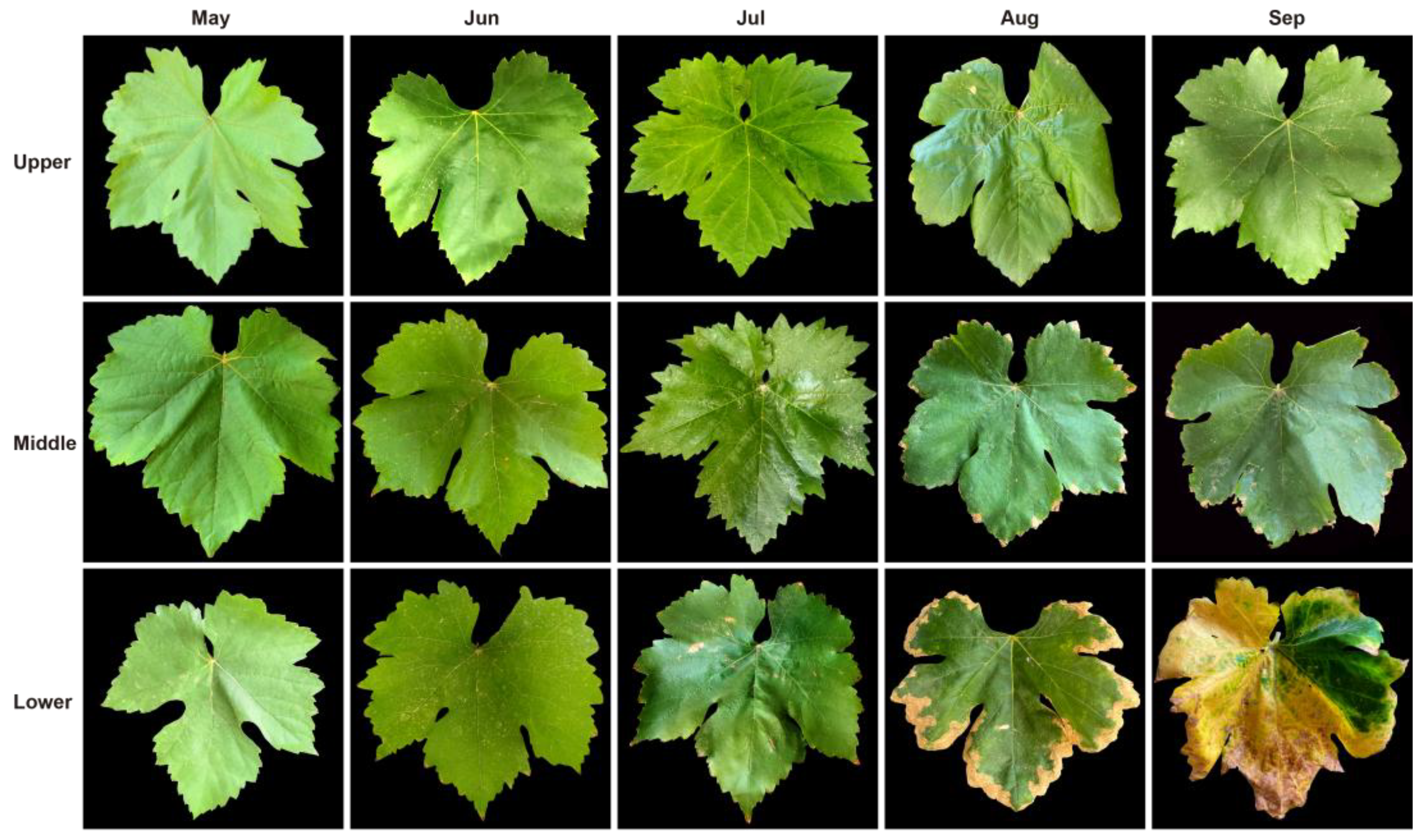 Preprints 175156 g002