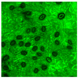 Preprints 230298 i001