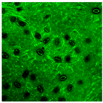 Preprints 230298 i002