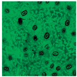 Preprints 230298 i004