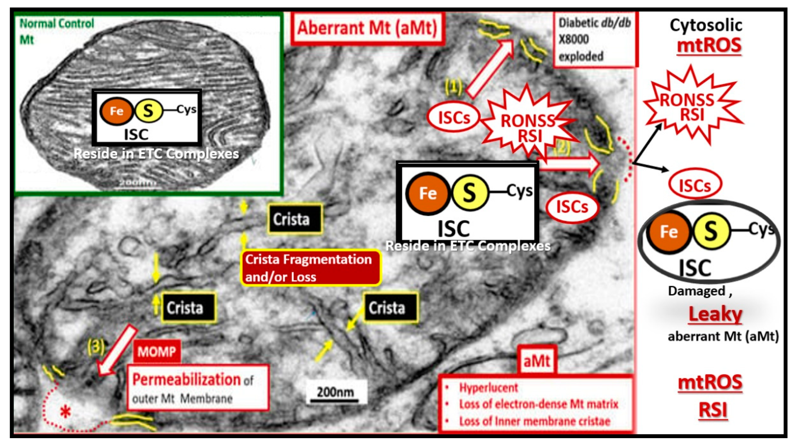 Preprints 142119 g007