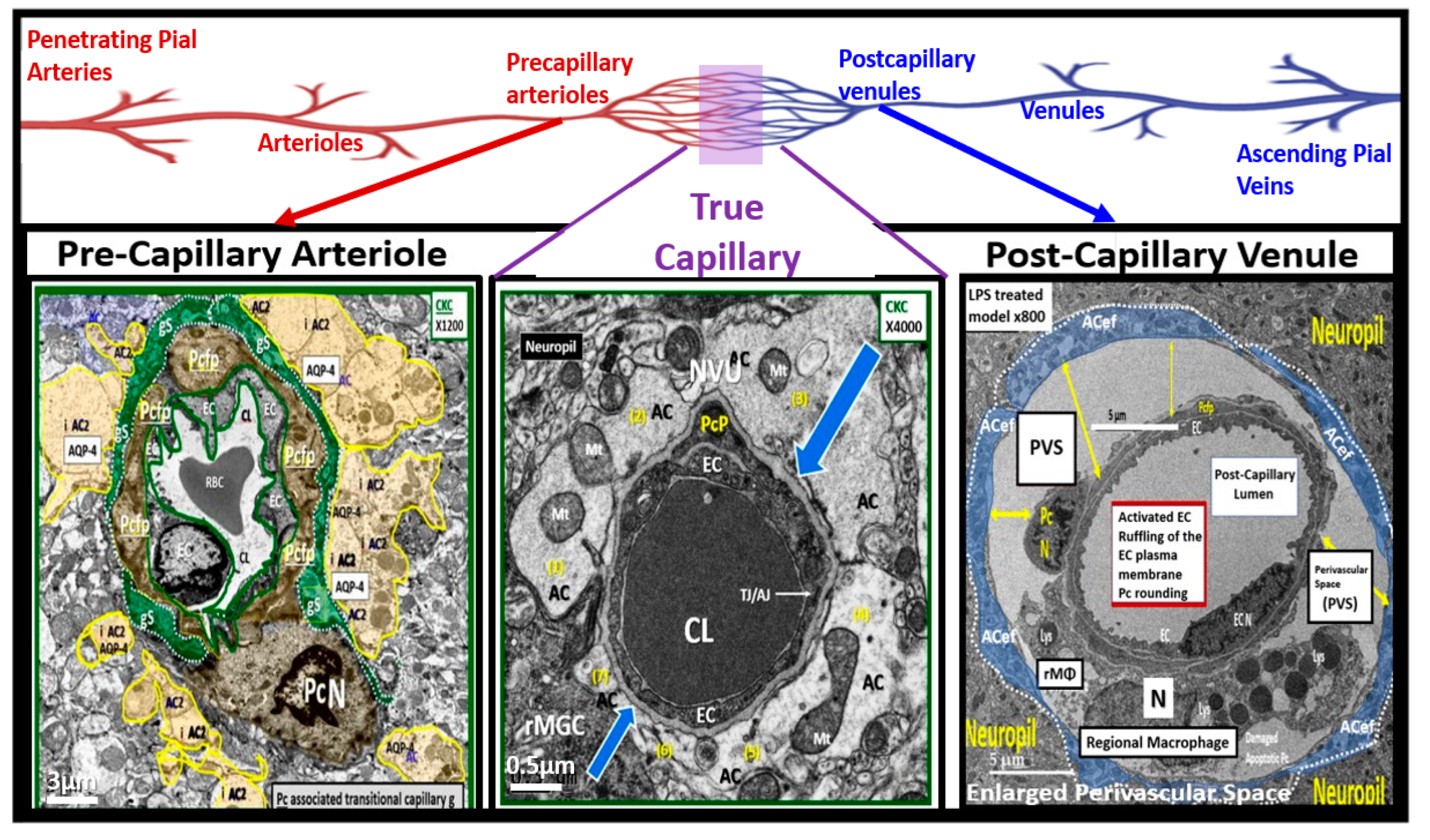 Preprints 142119 g011