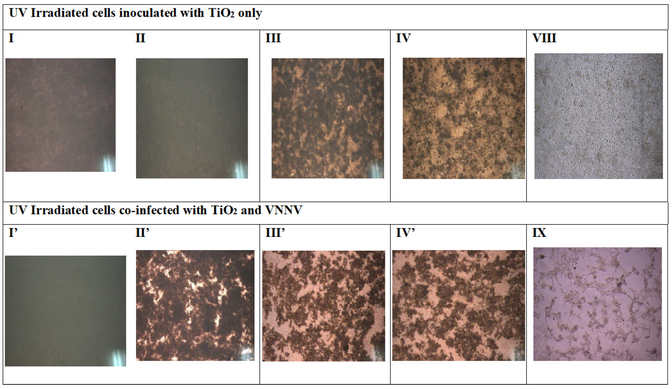 Preprints 171579 g003