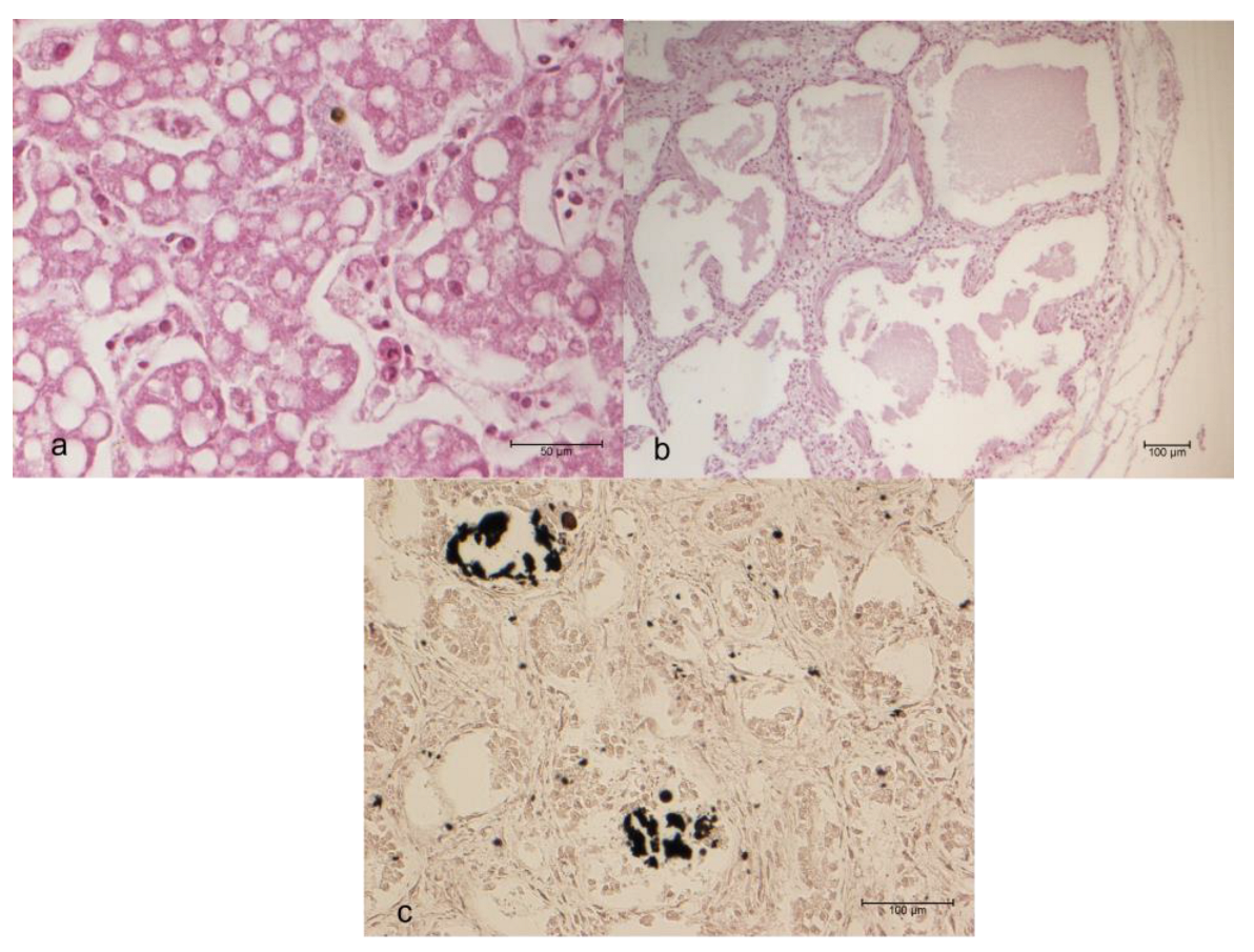 Preprints 149040 g001