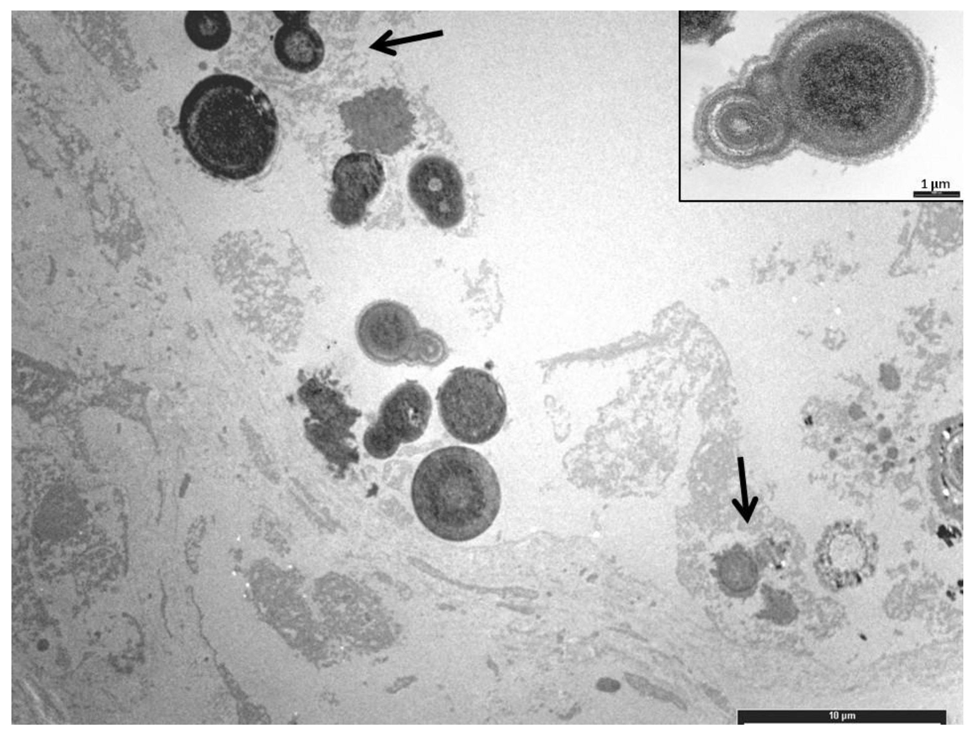 Preprints 149040 g002