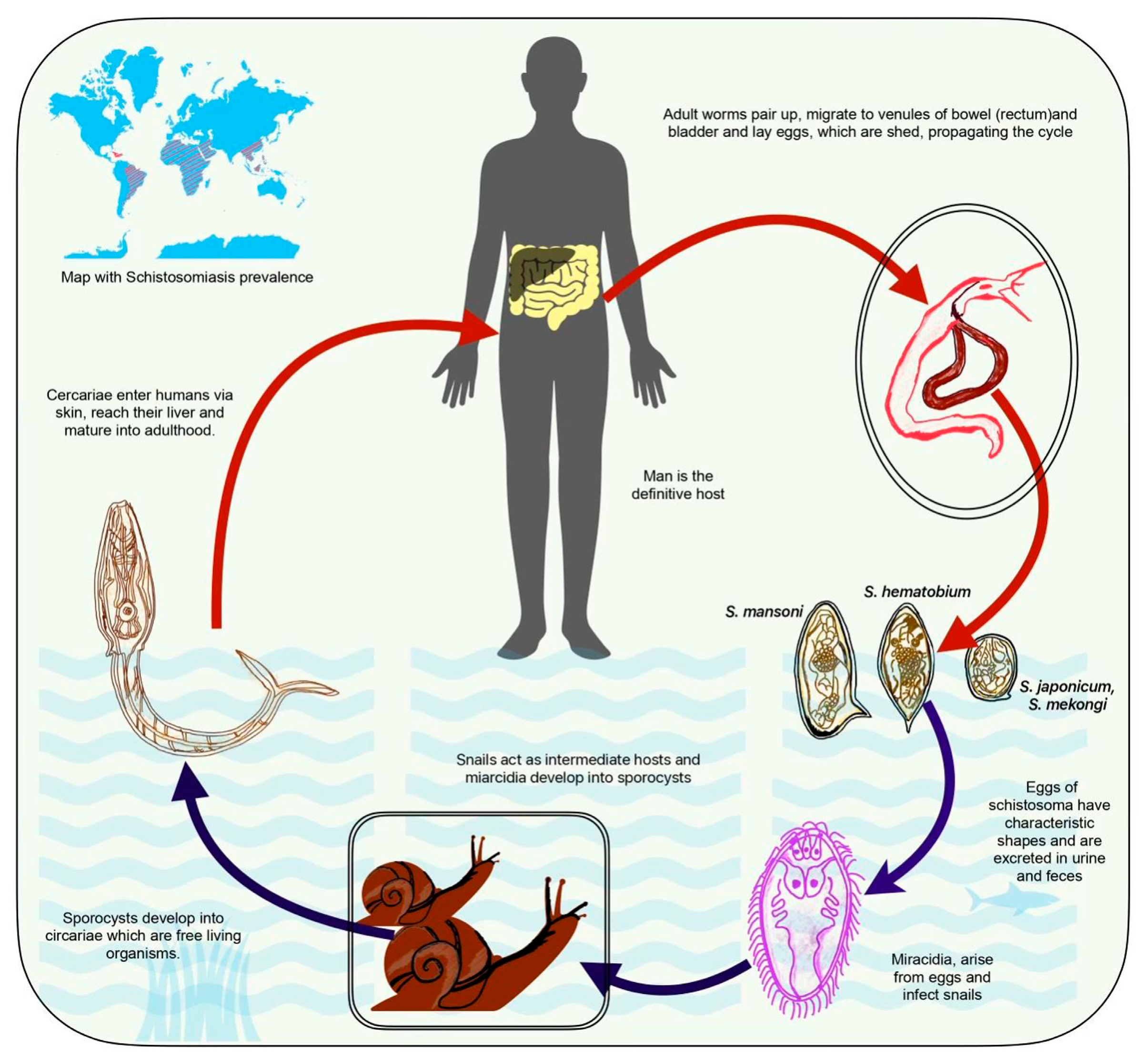 Preprints 142190 g001
