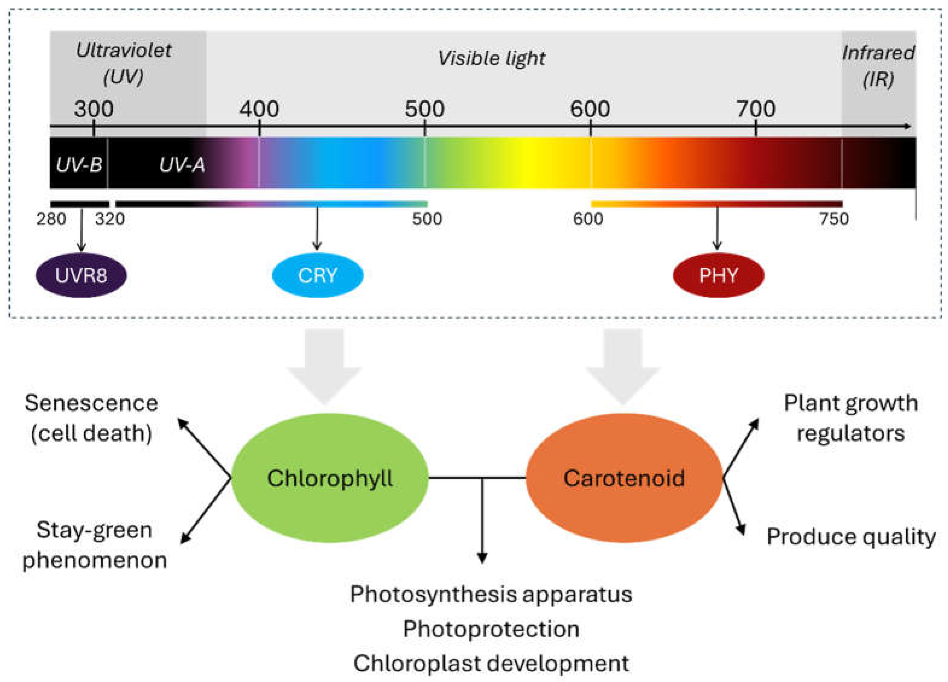 Preprints 141698 g001