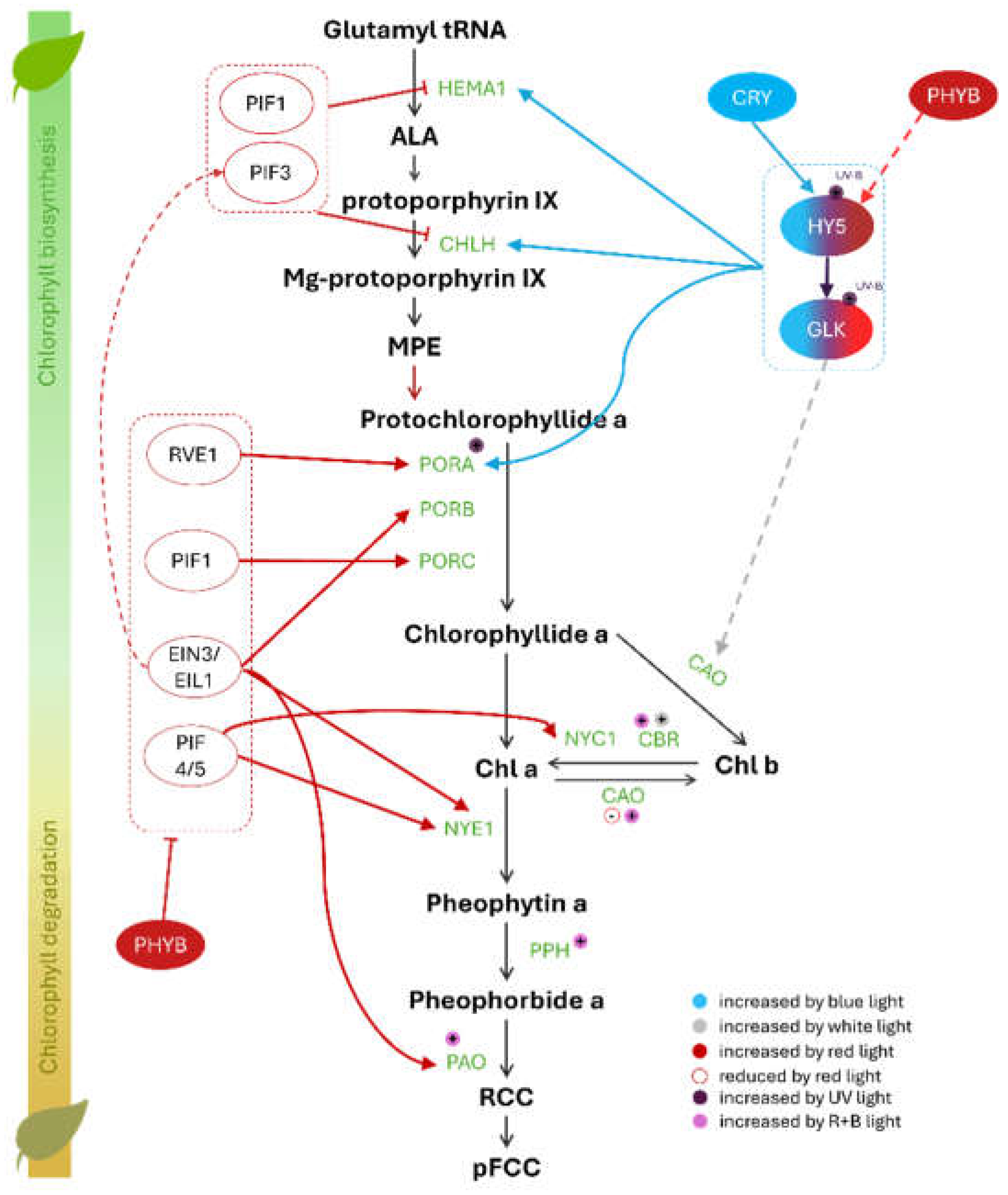 Preprints 141698 g002