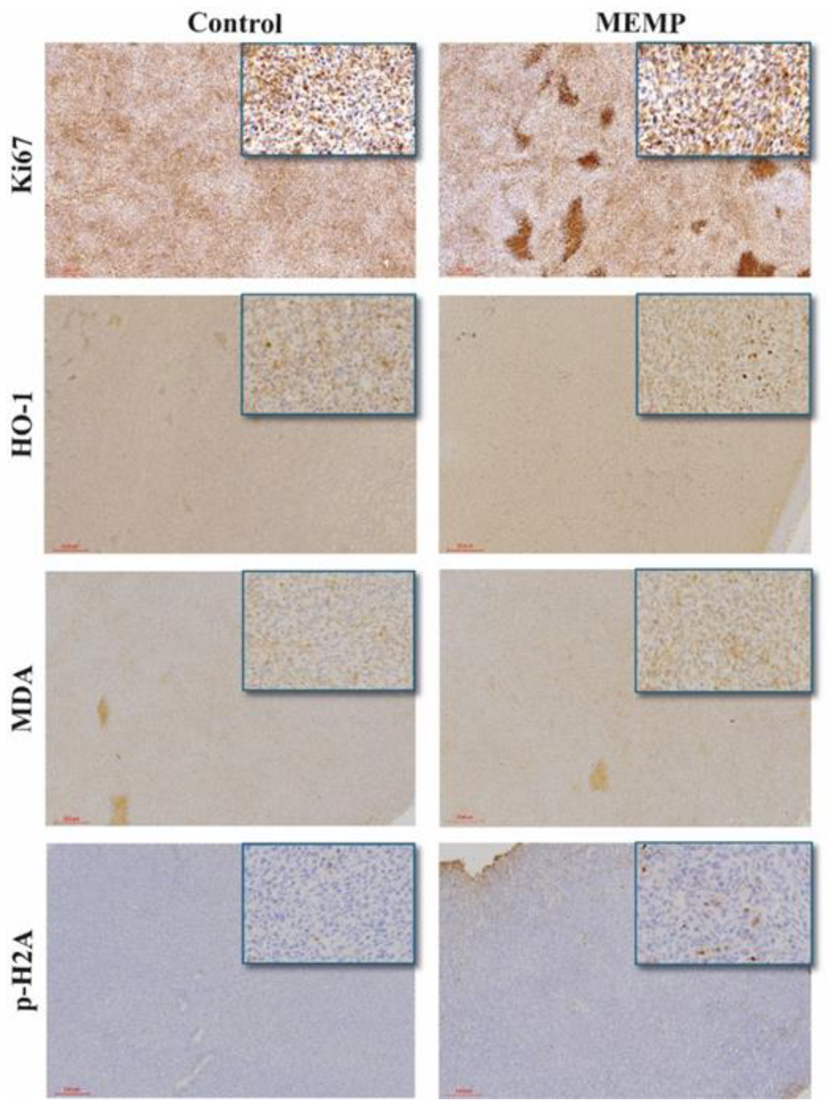 Preprints 182574 g006