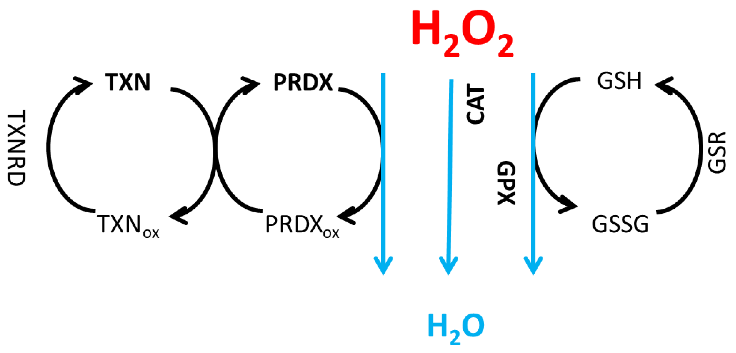 Preprints 168014 g001