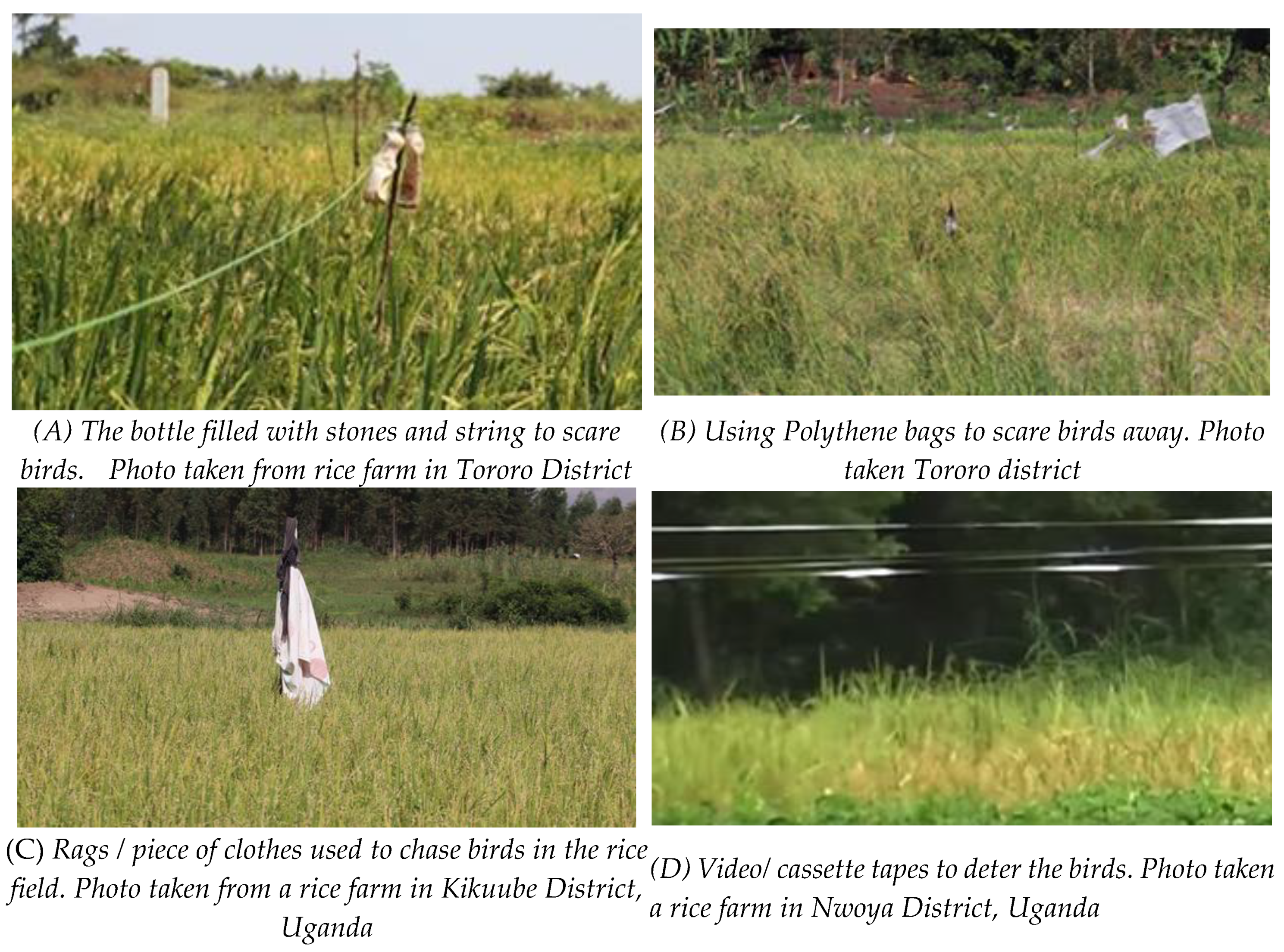 Preprints 161129 g001