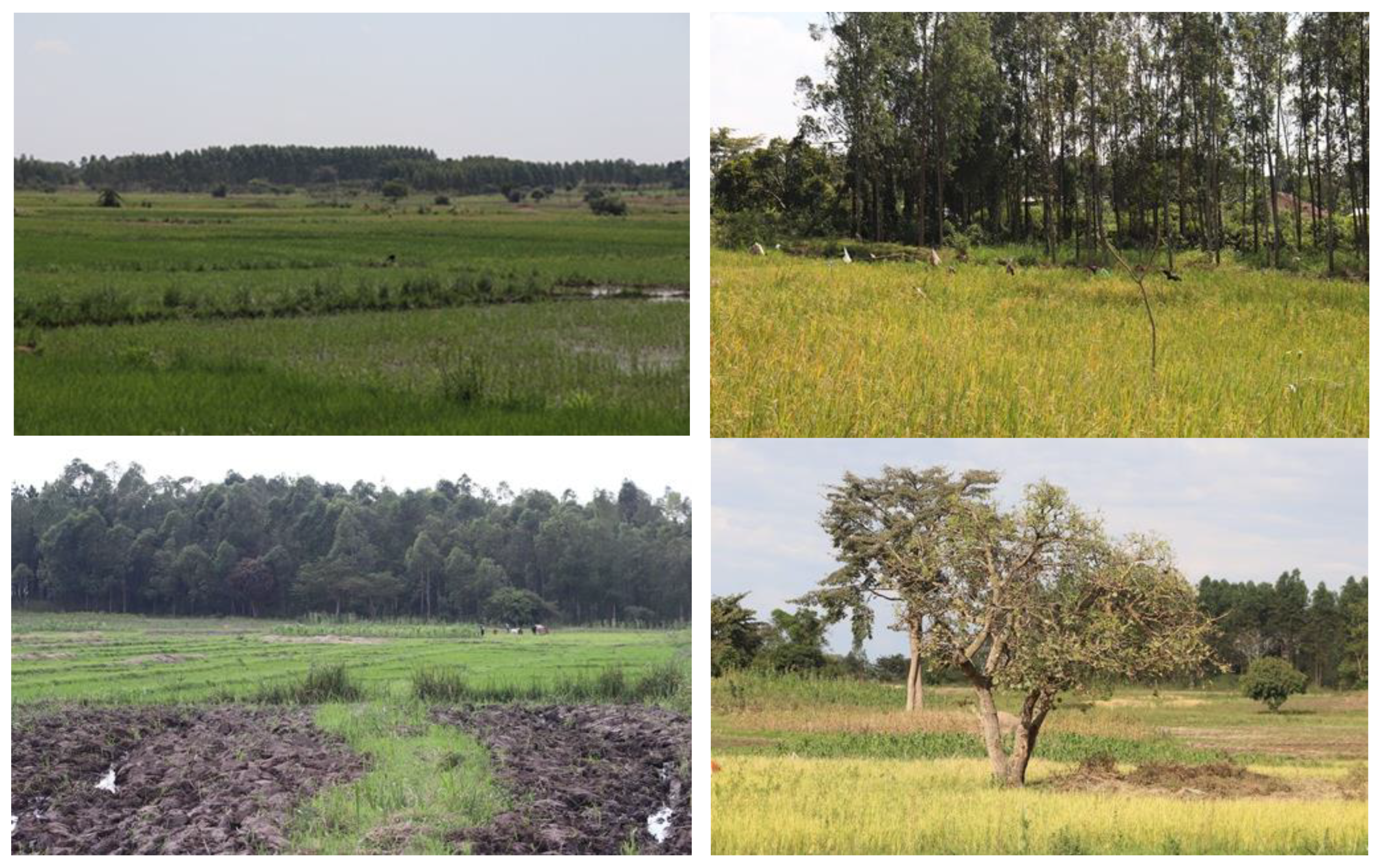 Preprints 161129 g004