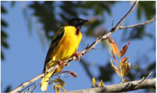 Preprints 161129 i001