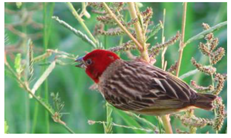 Preprints 161129 i002