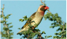 Preprints 161129 i003