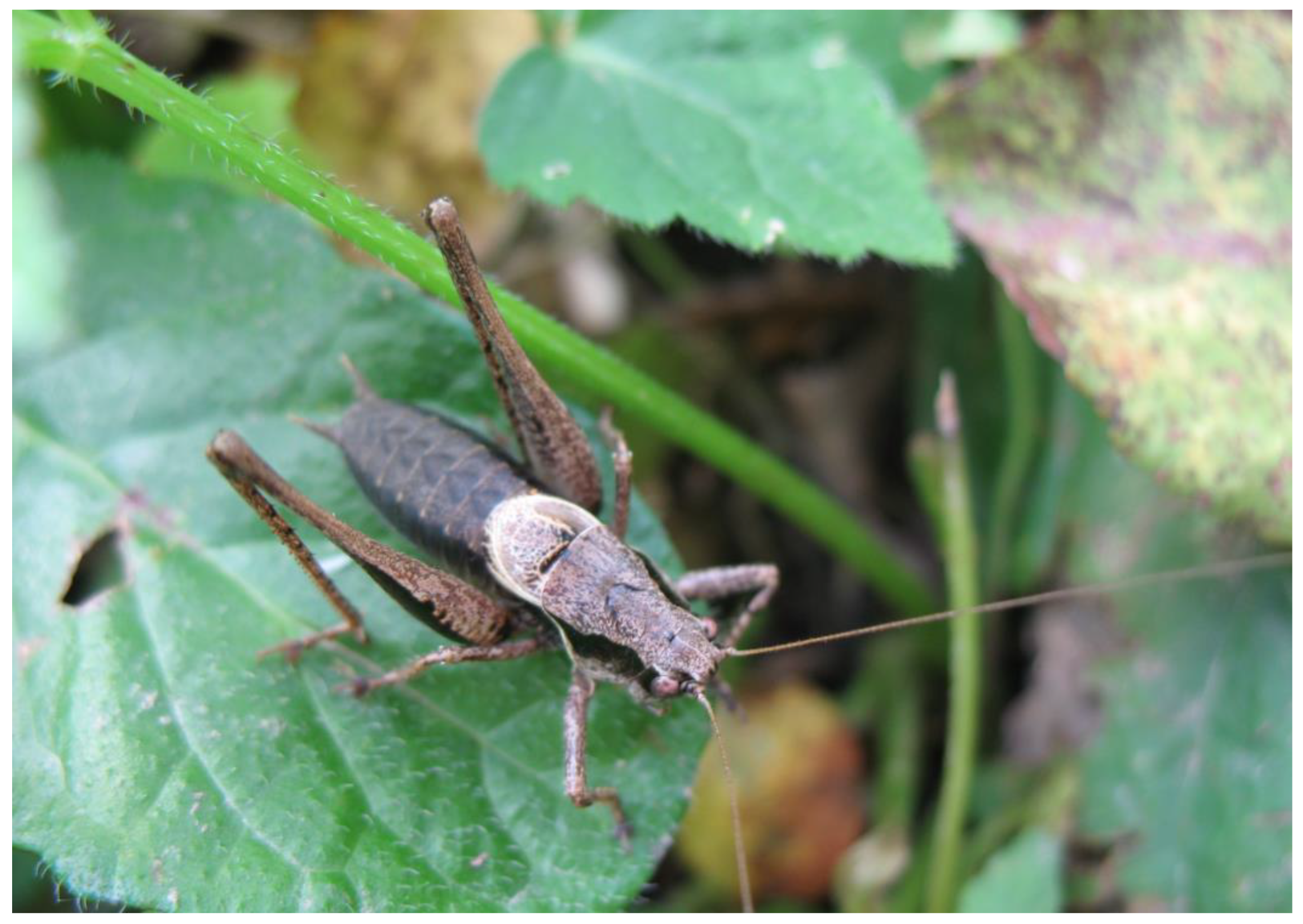 Preprints 207437 g001