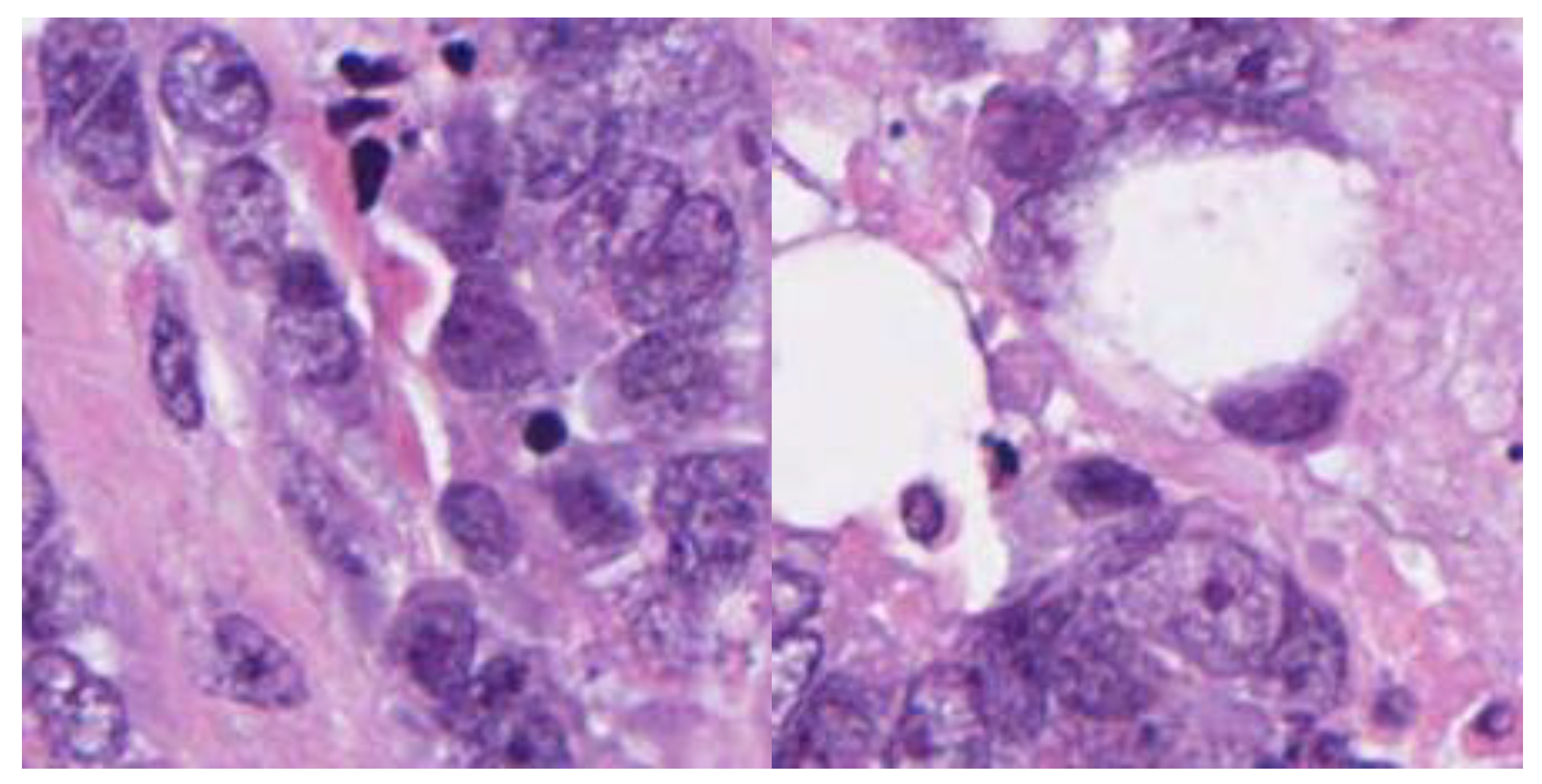 Preprints 193518 g002