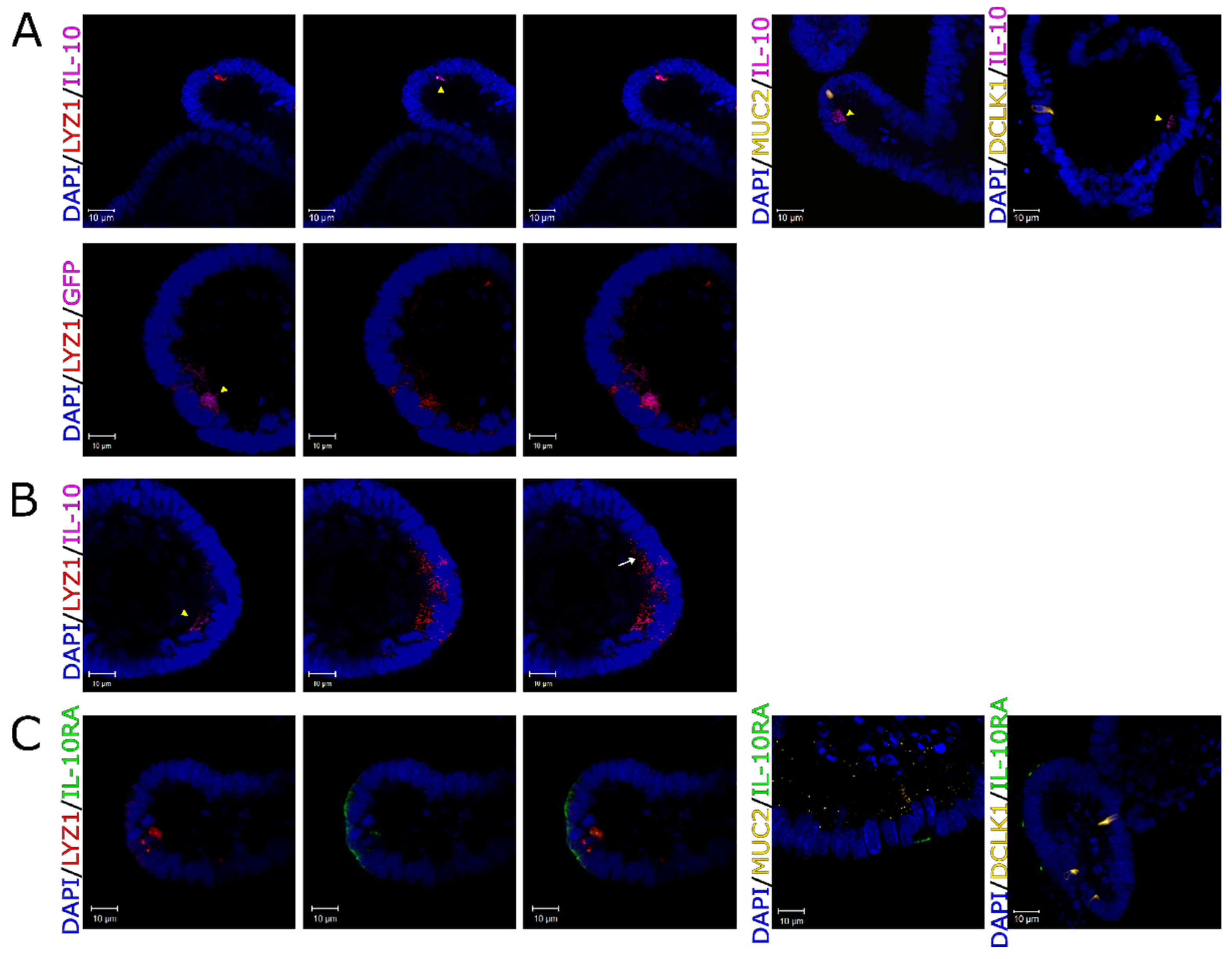 Preprints 140241 g002