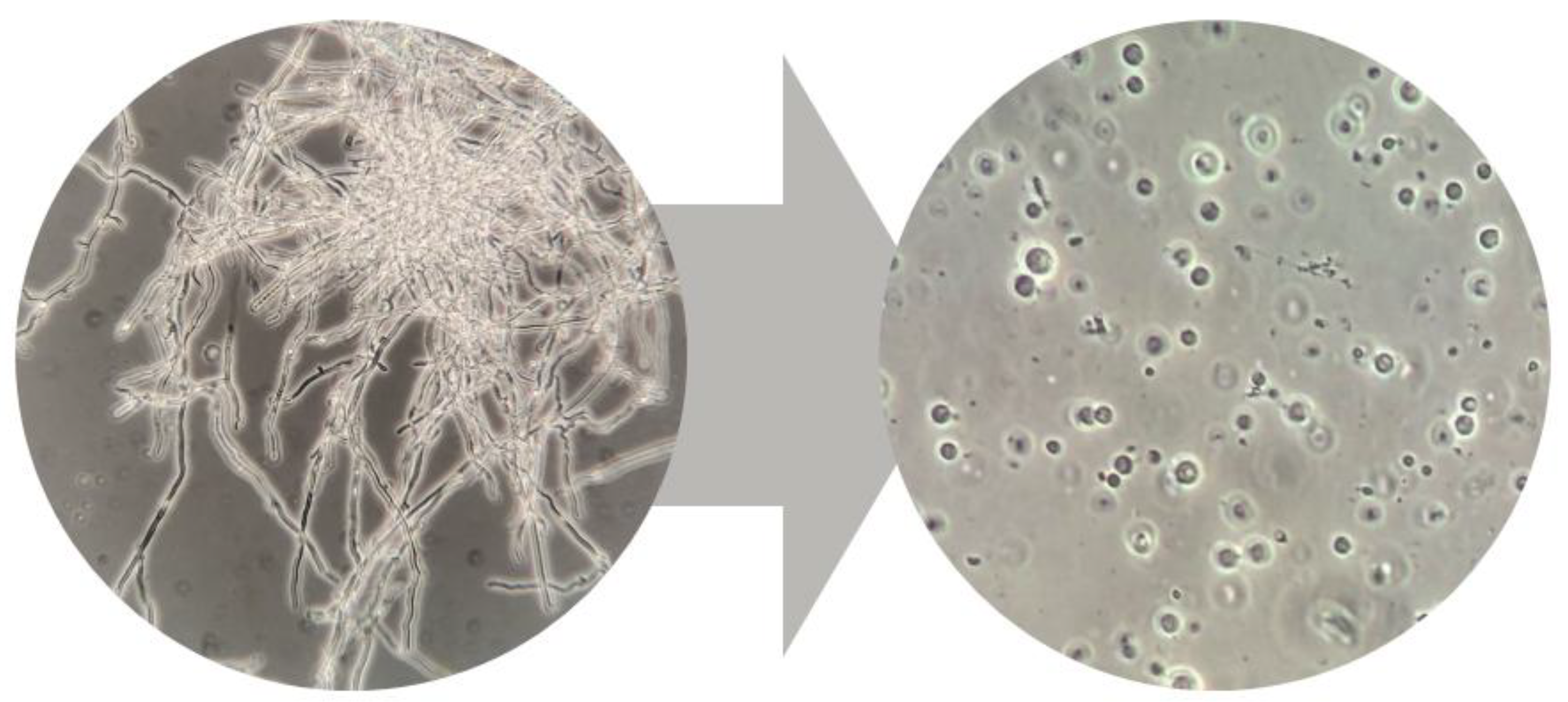 Preprints 185807 g002