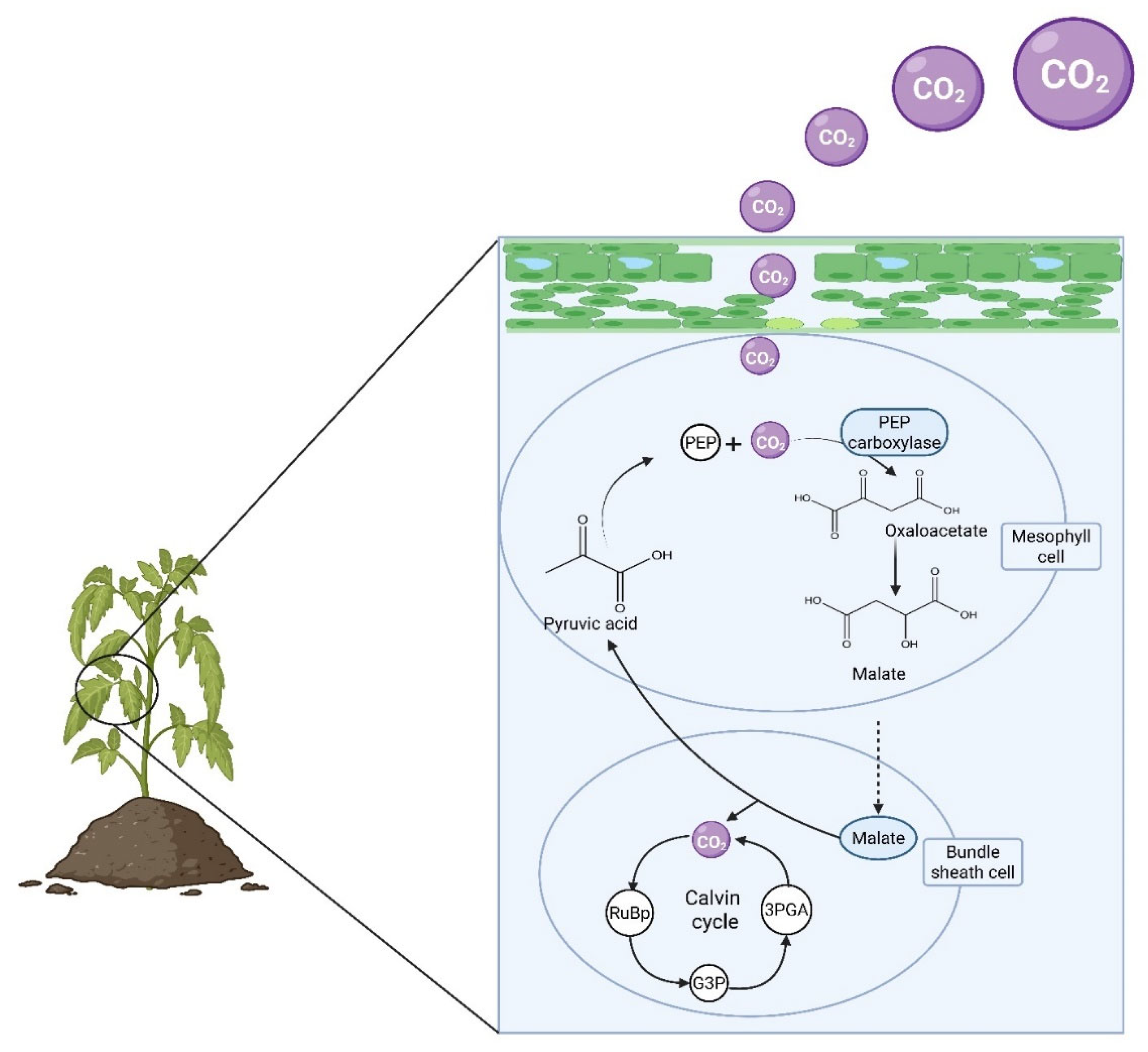Preprints 195755 g002