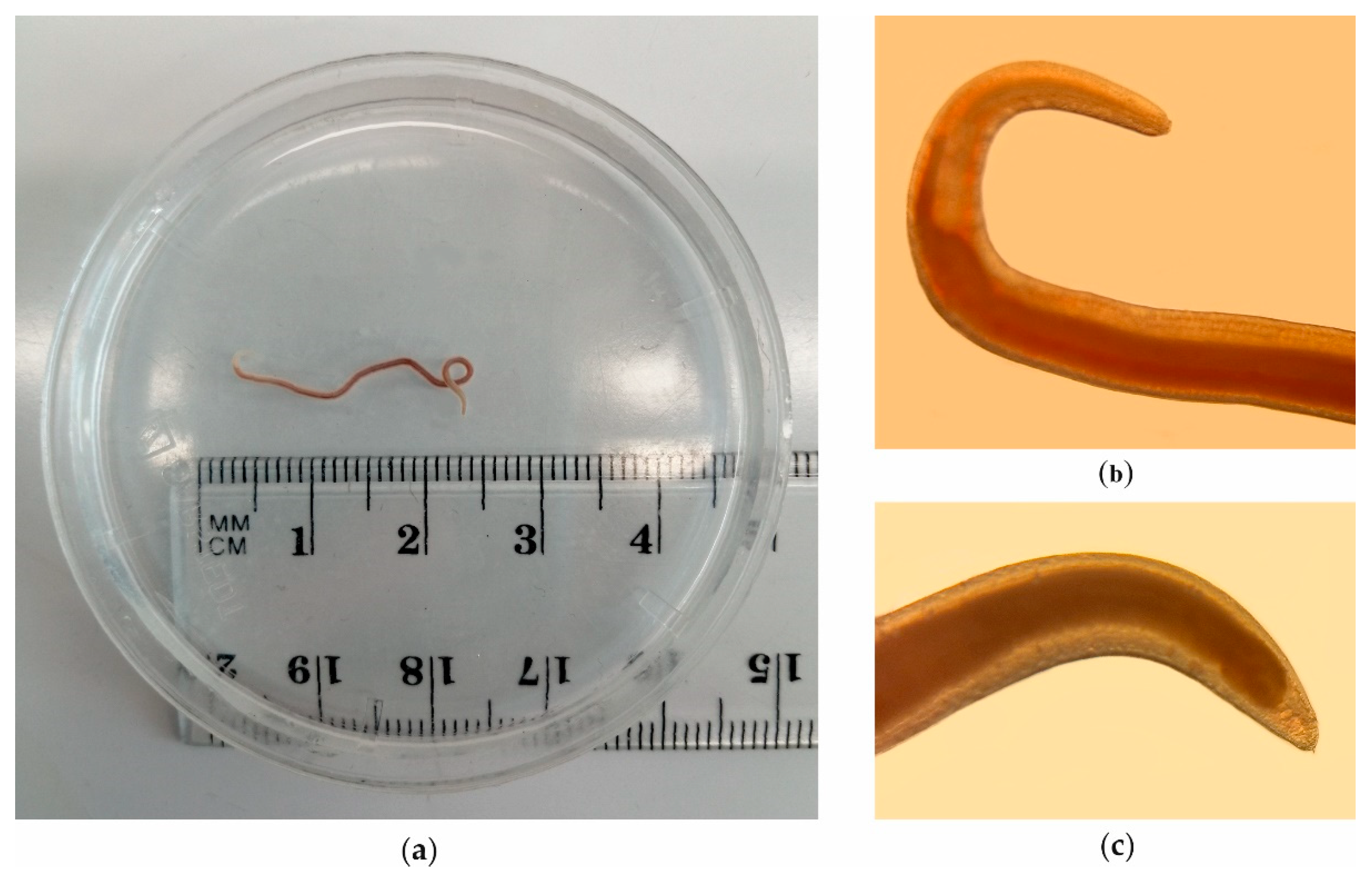 Preprints 79518 g002
