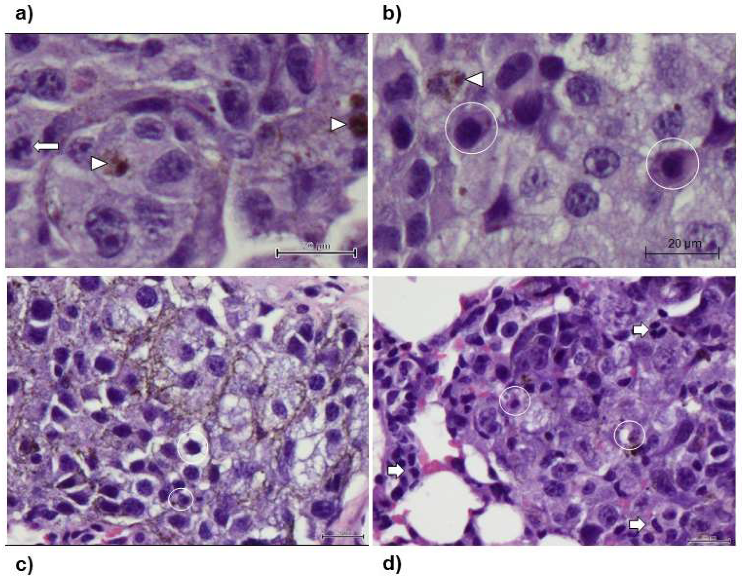 Preprints 138503 g007