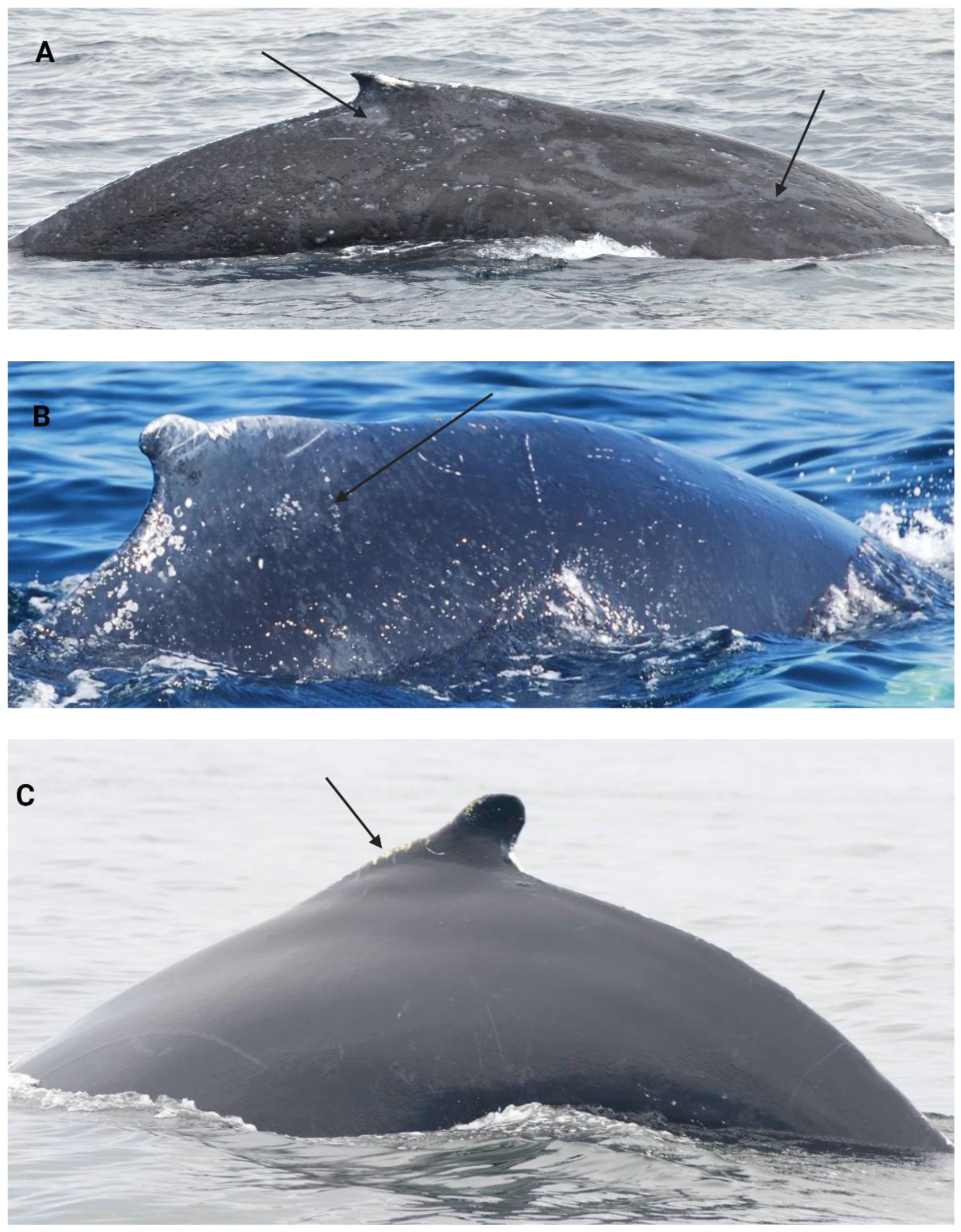 Preprints 118918 g003