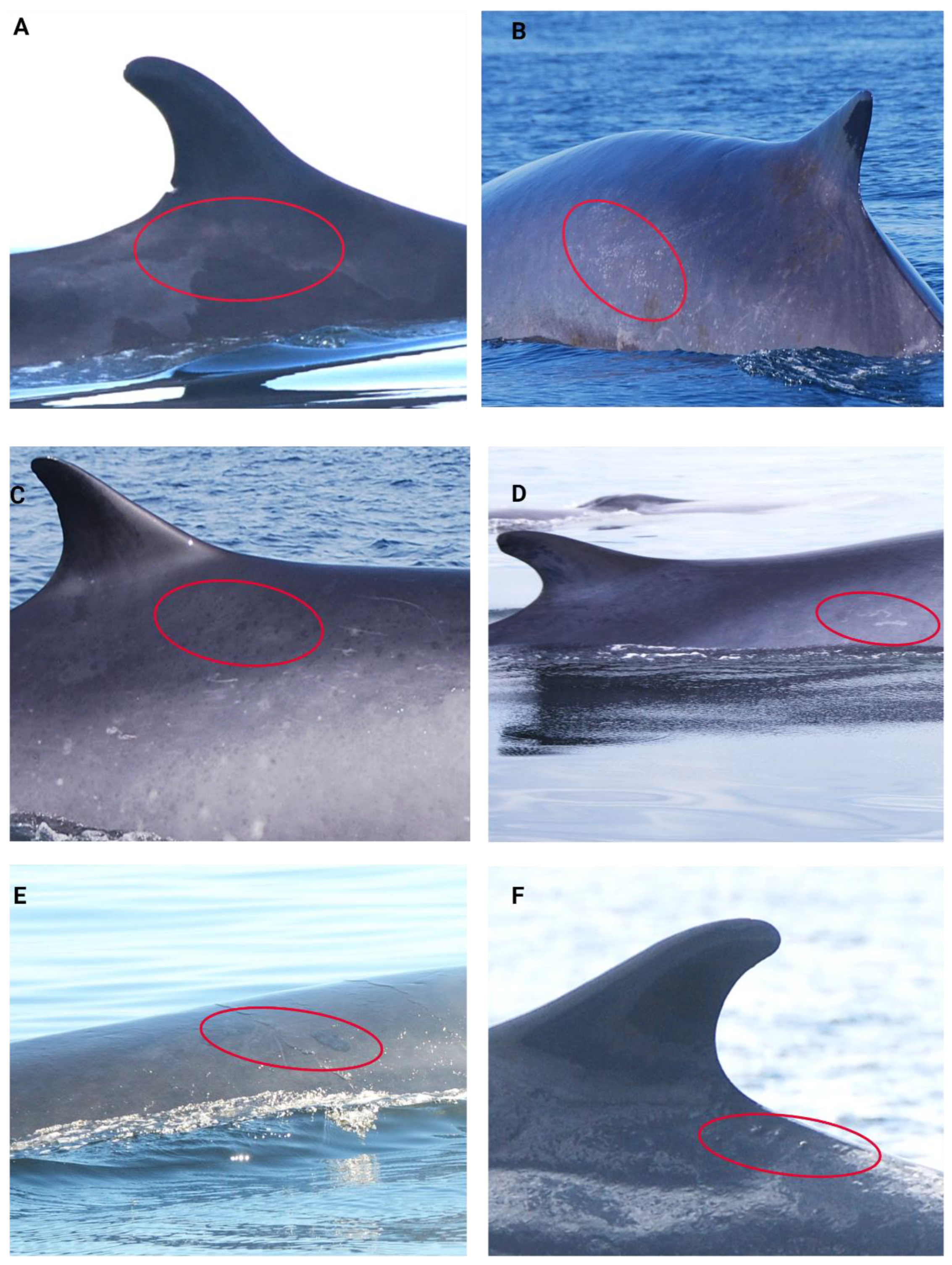 Preprints 118918 g004