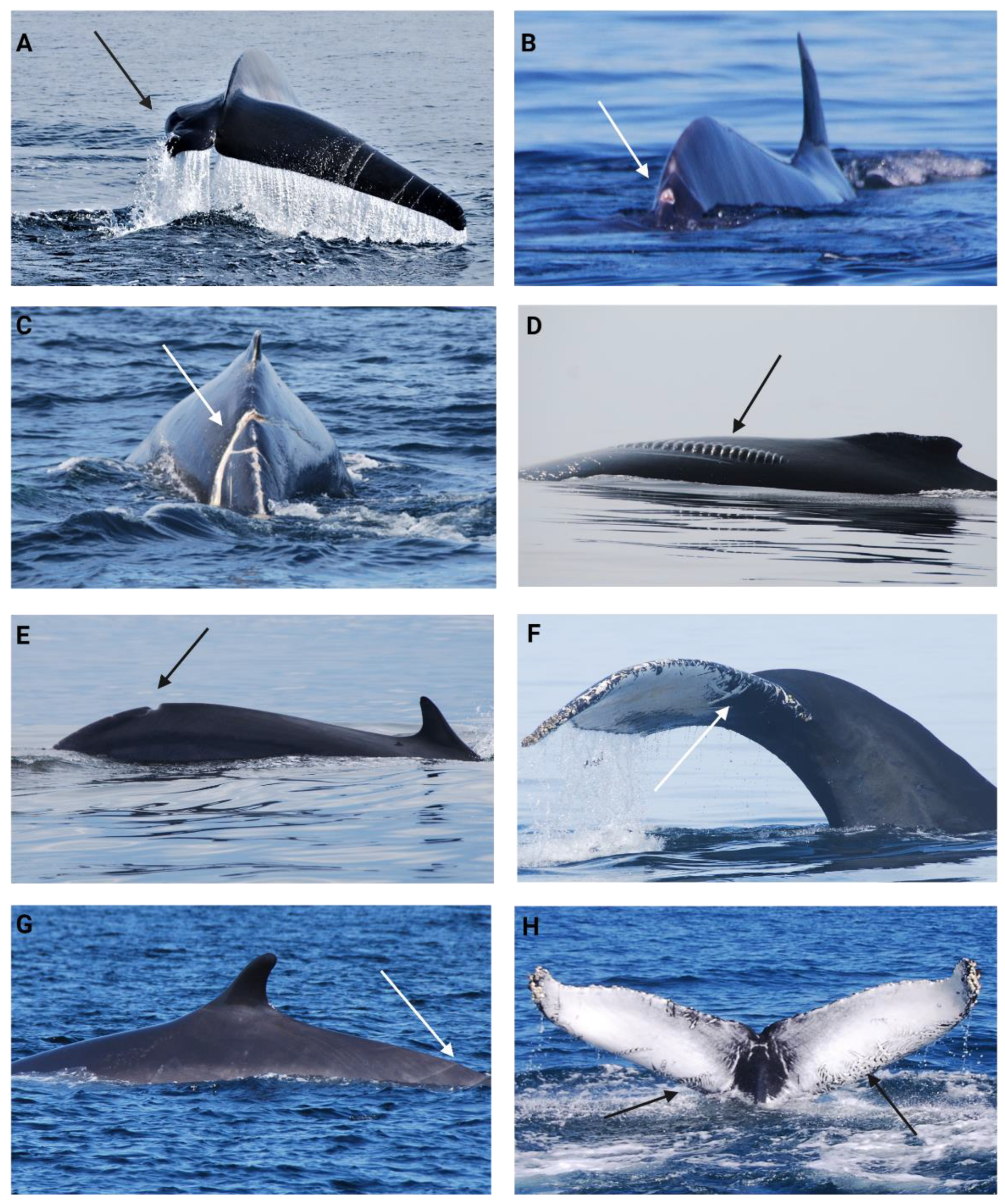 Preprints 118918 g005