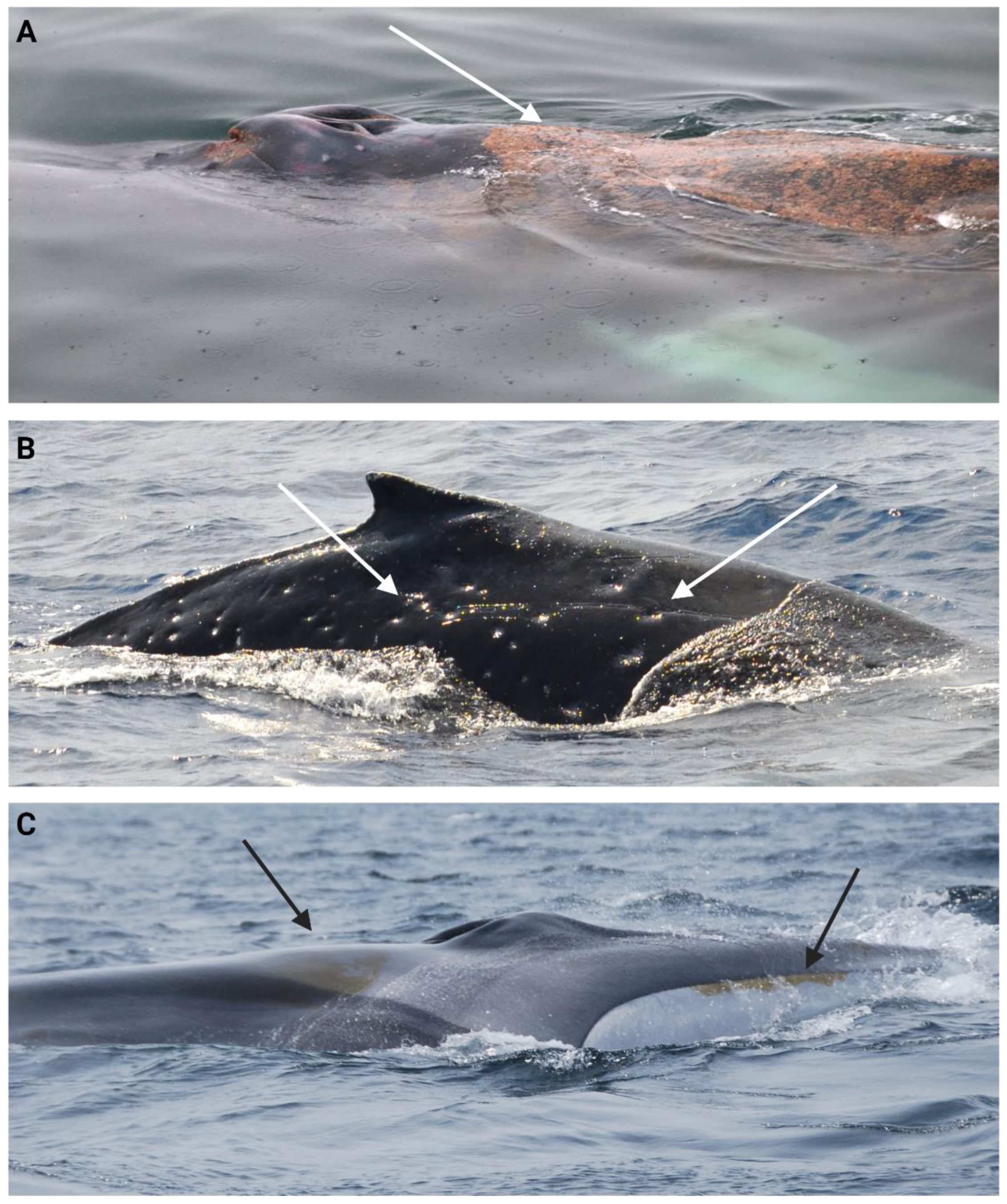 Preprints 118918 g006