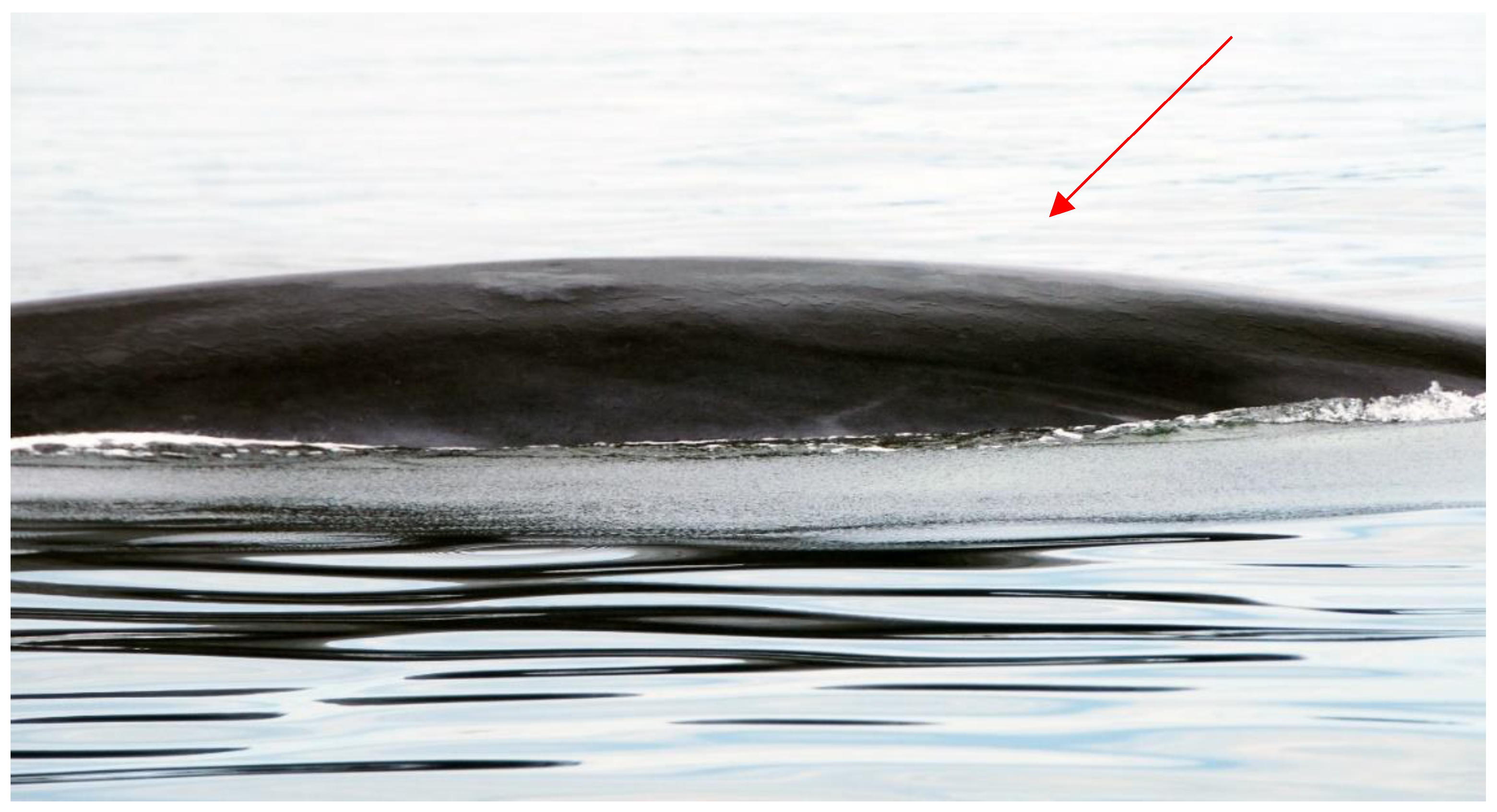 Preprints 118918 g011