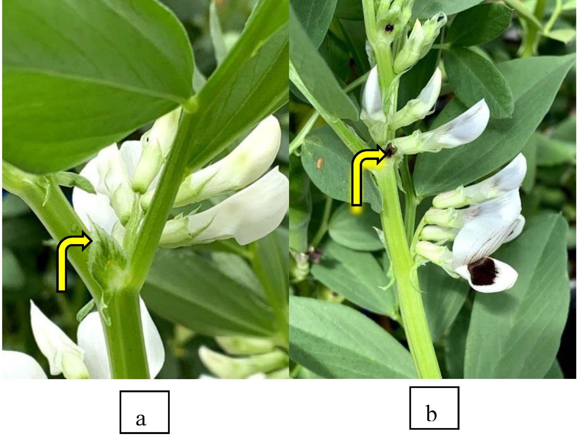 Preprints 75783 g003