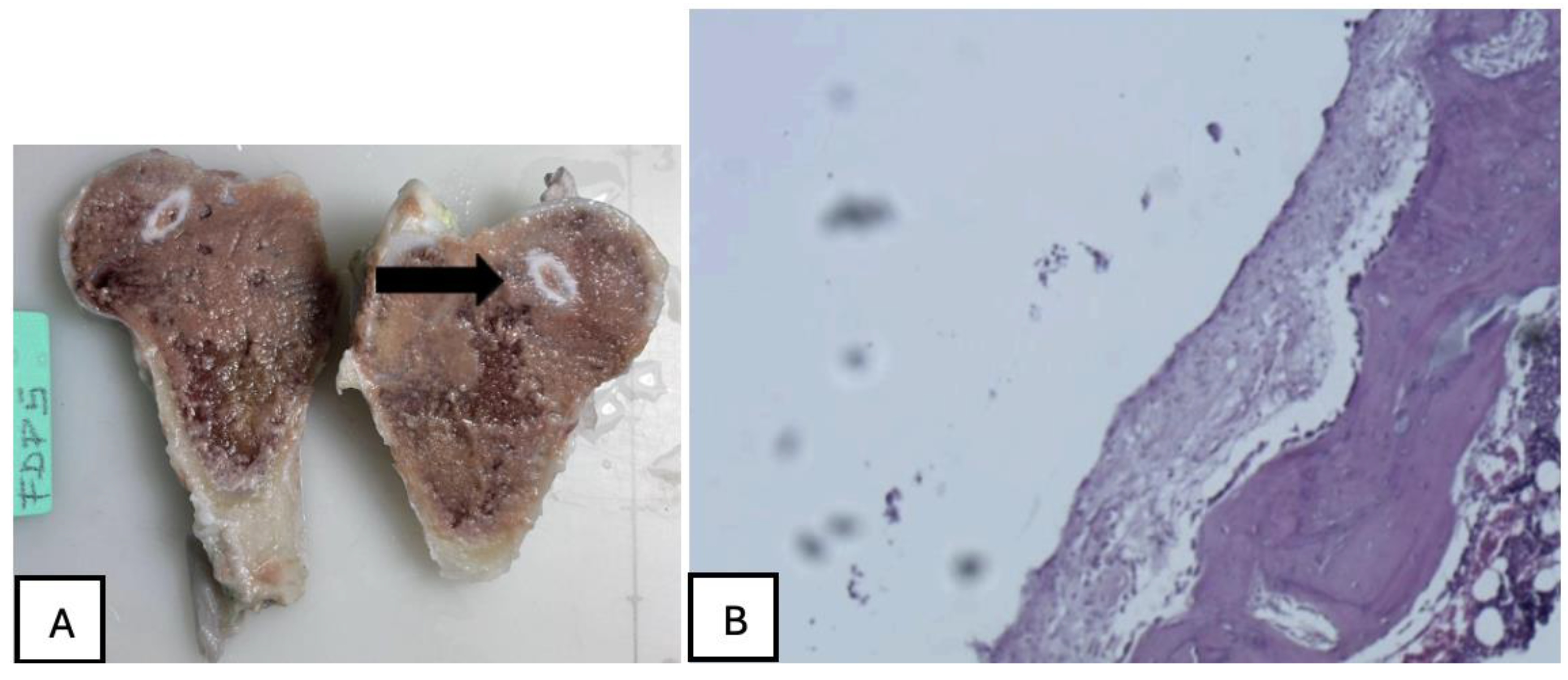 Preprints 161691 g027