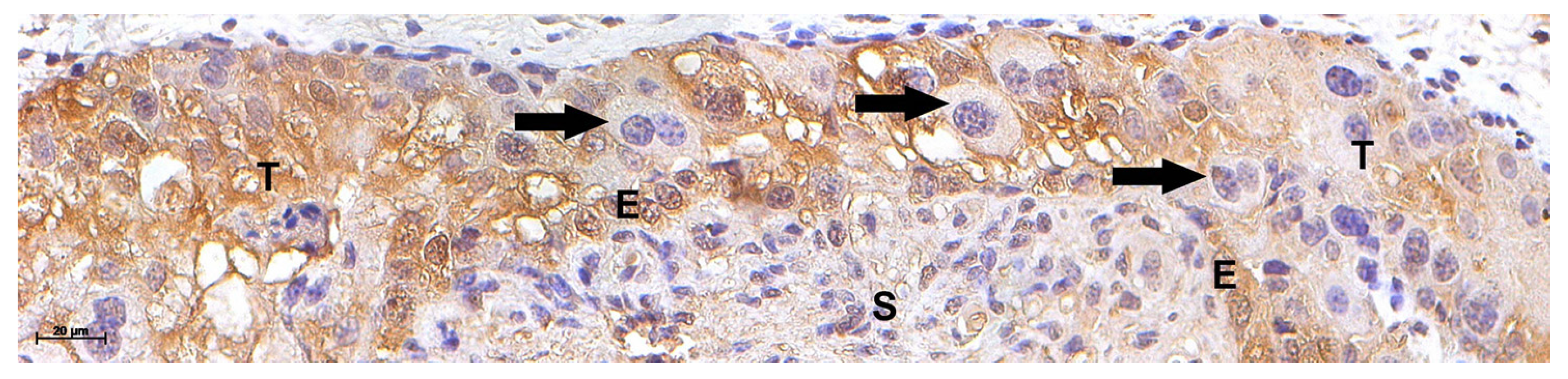 Preprints 149246 g003