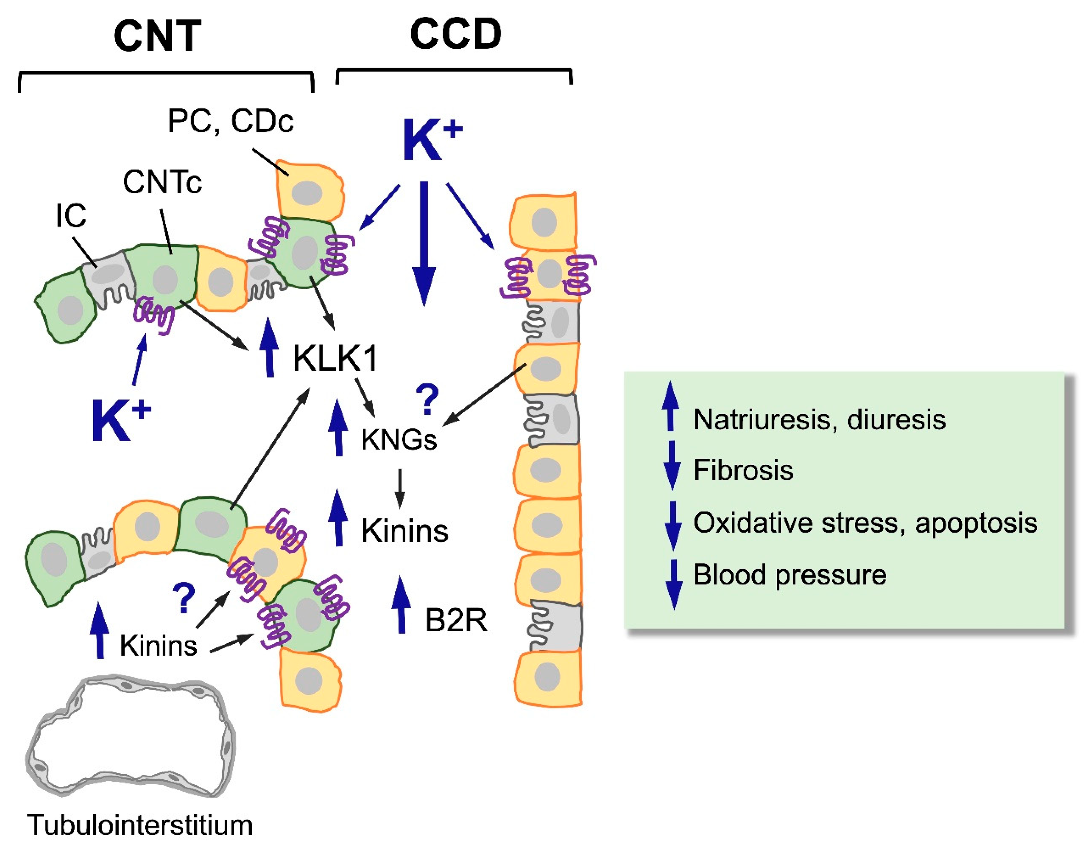 Preprints 185548 g002