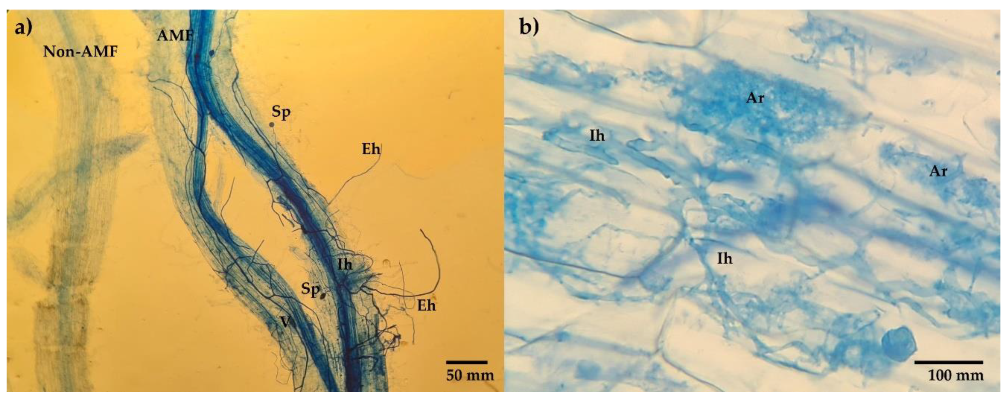 Preprints 86982 g003