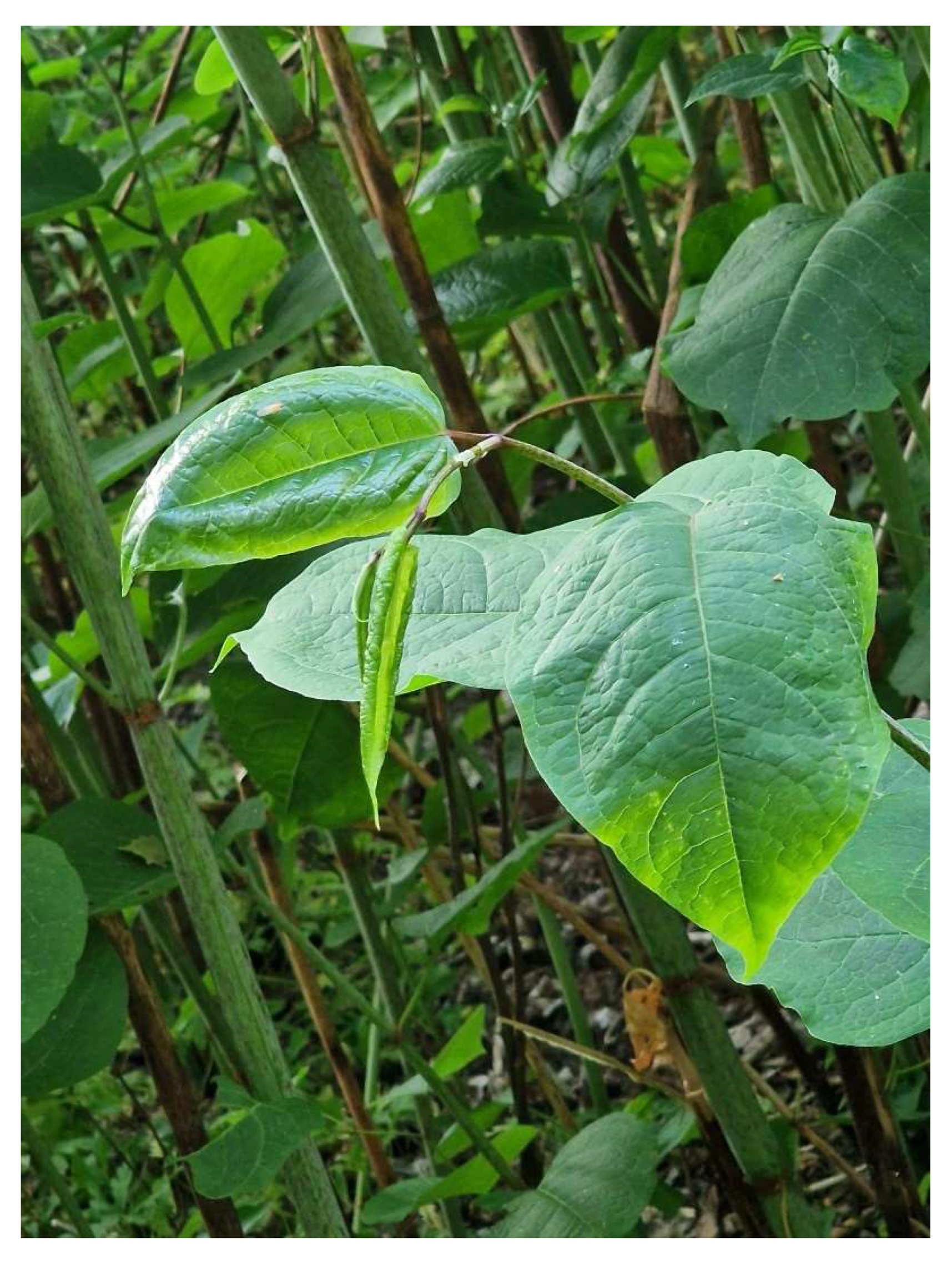 Preprints 150636 g001