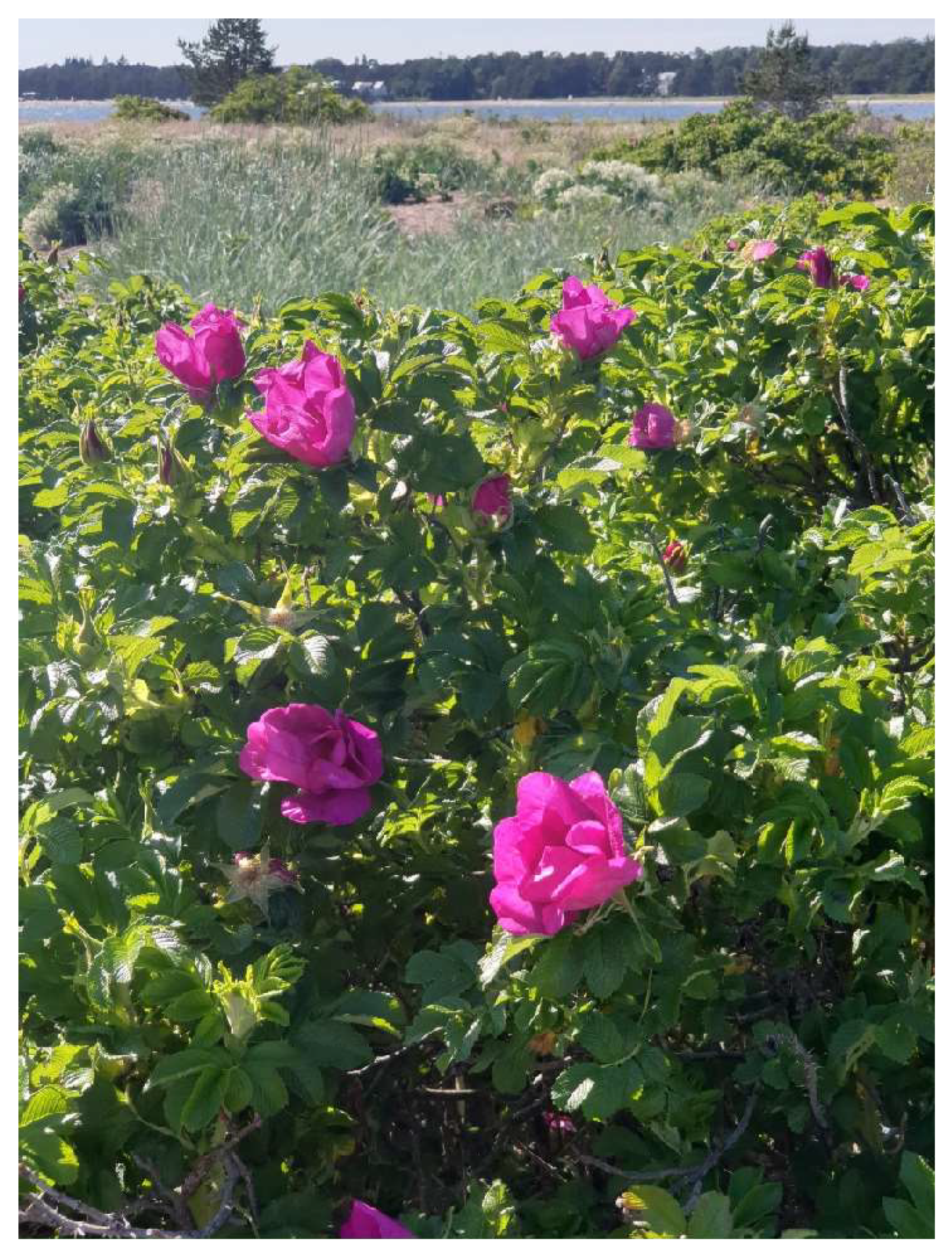 Preprints 150636 g006