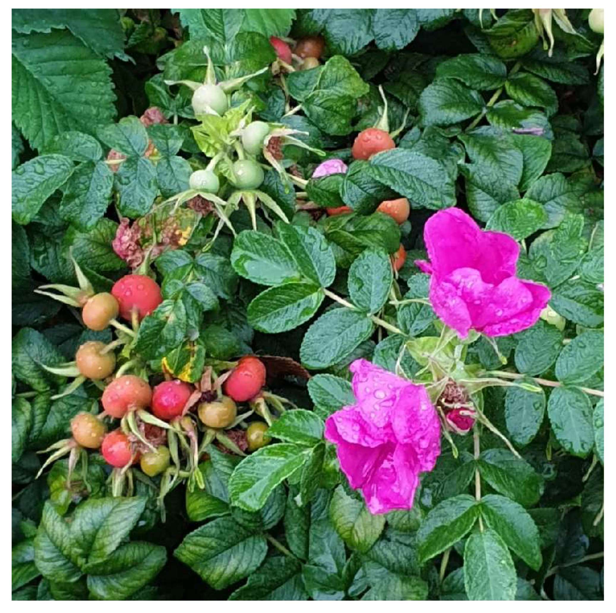 Preprints 150636 g007