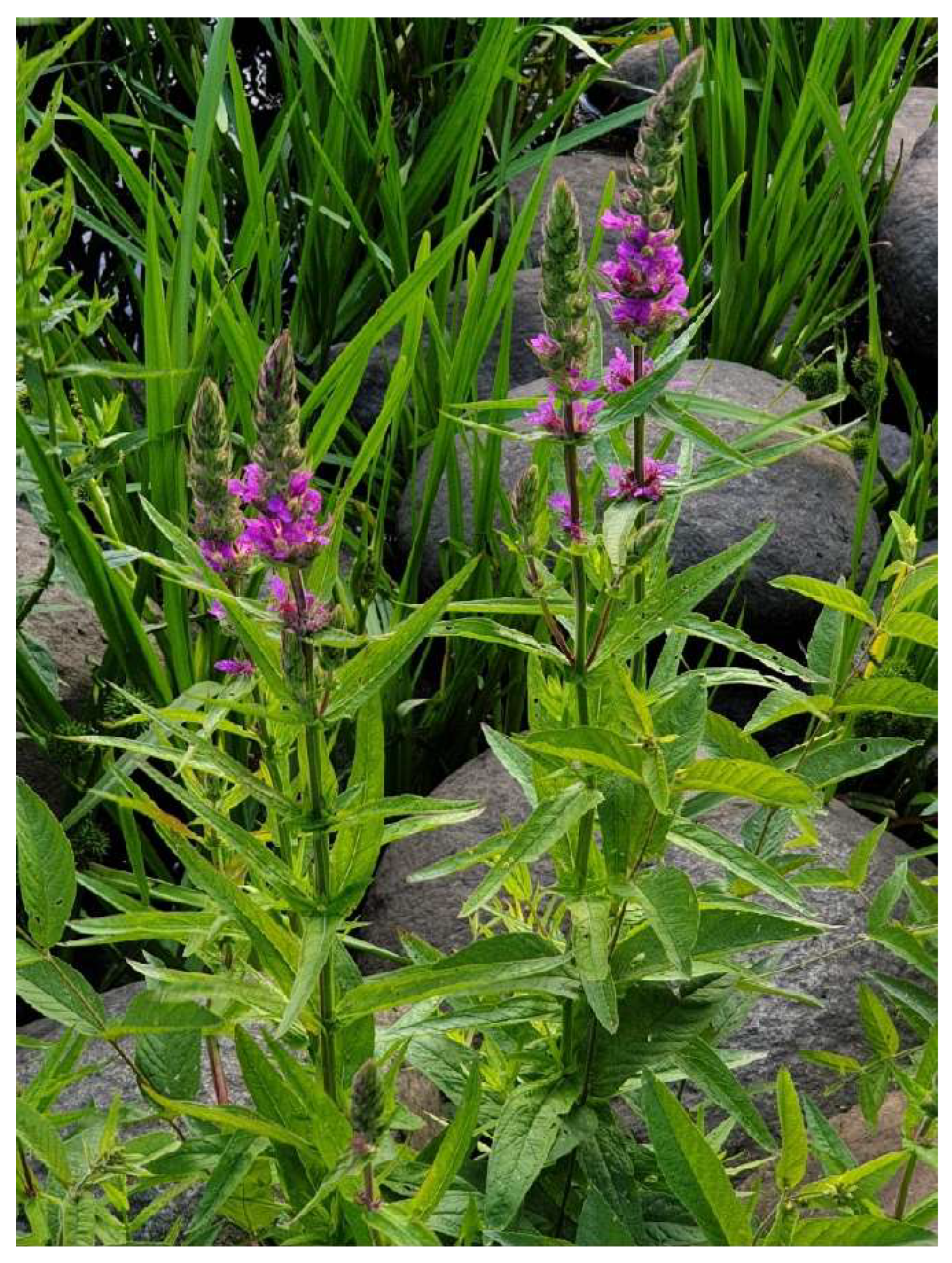 Preprints 150636 g010