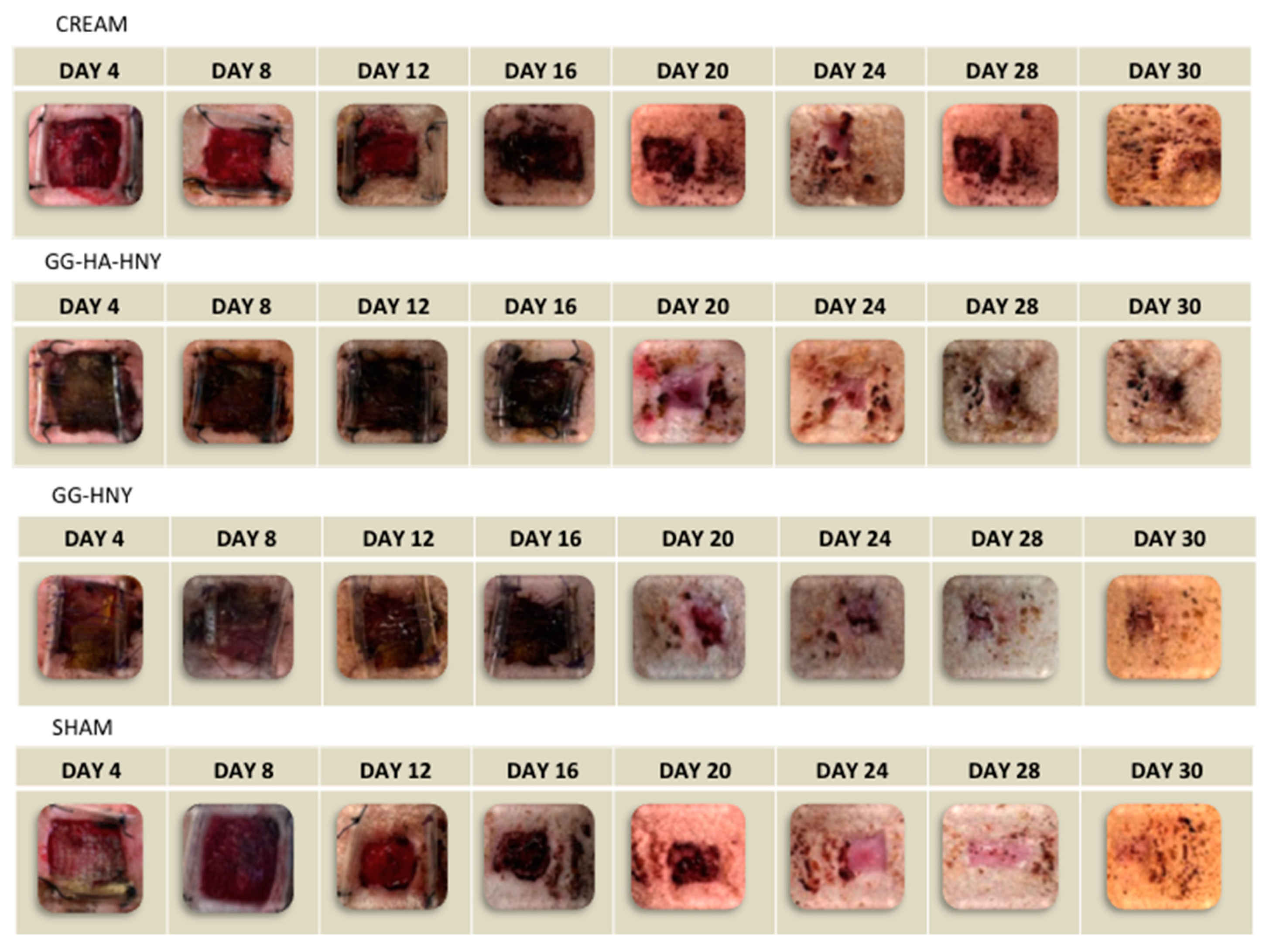 Preprints 146373 g006