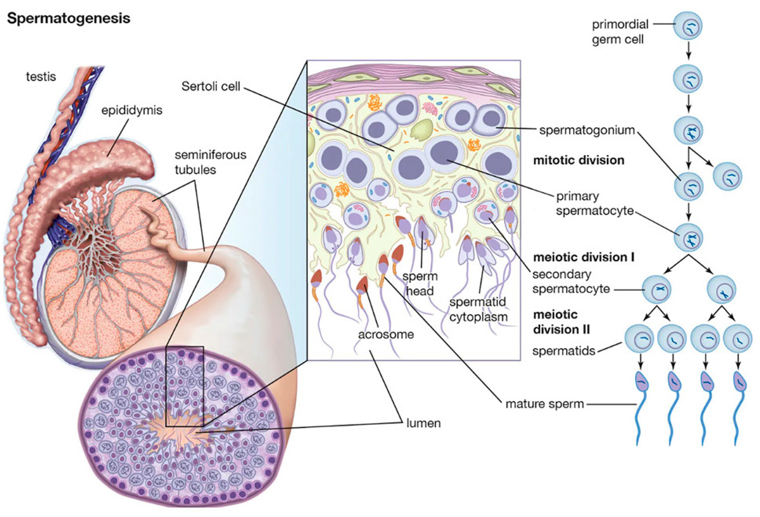 Preprints 151514 g001