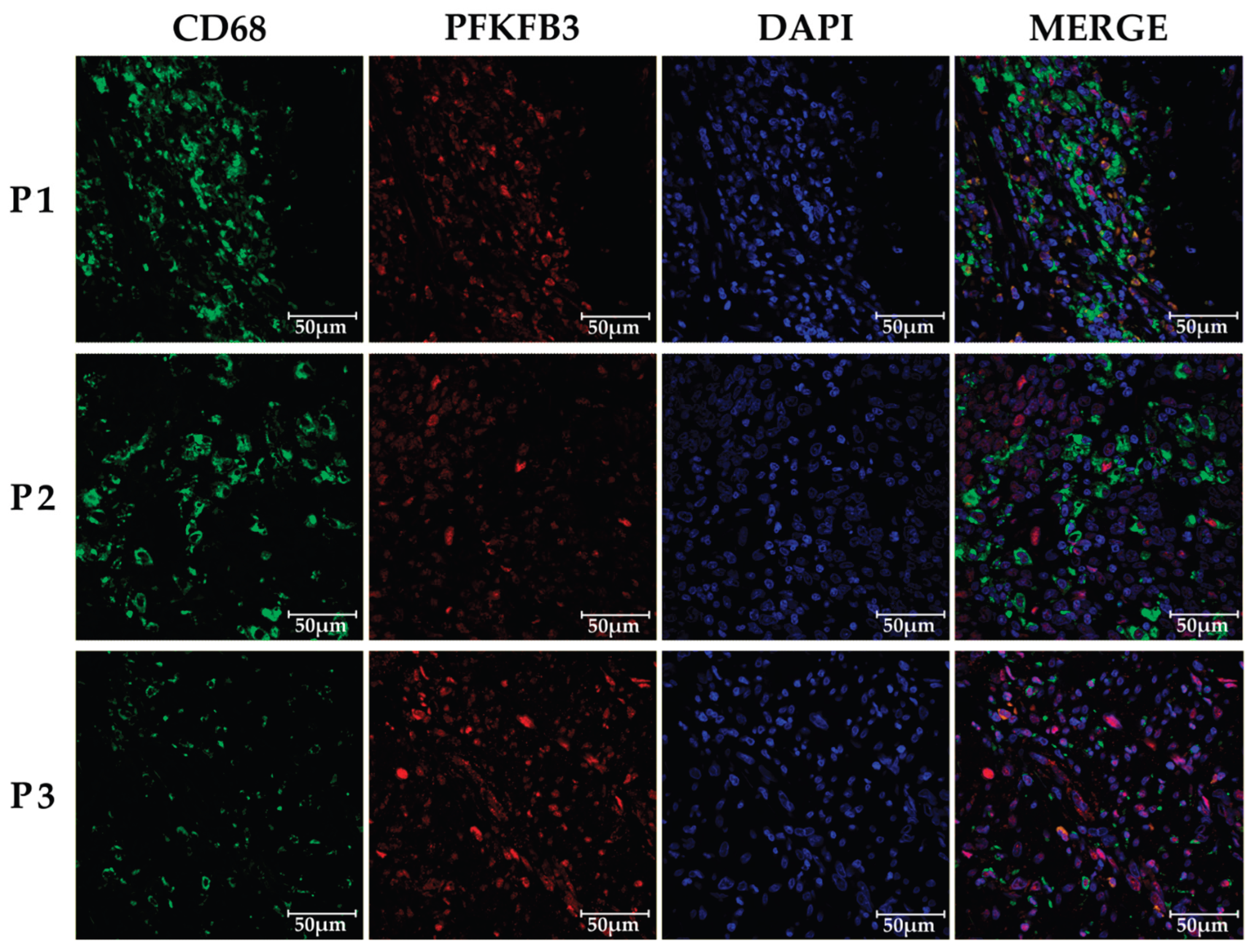 Preprints 180368 g002