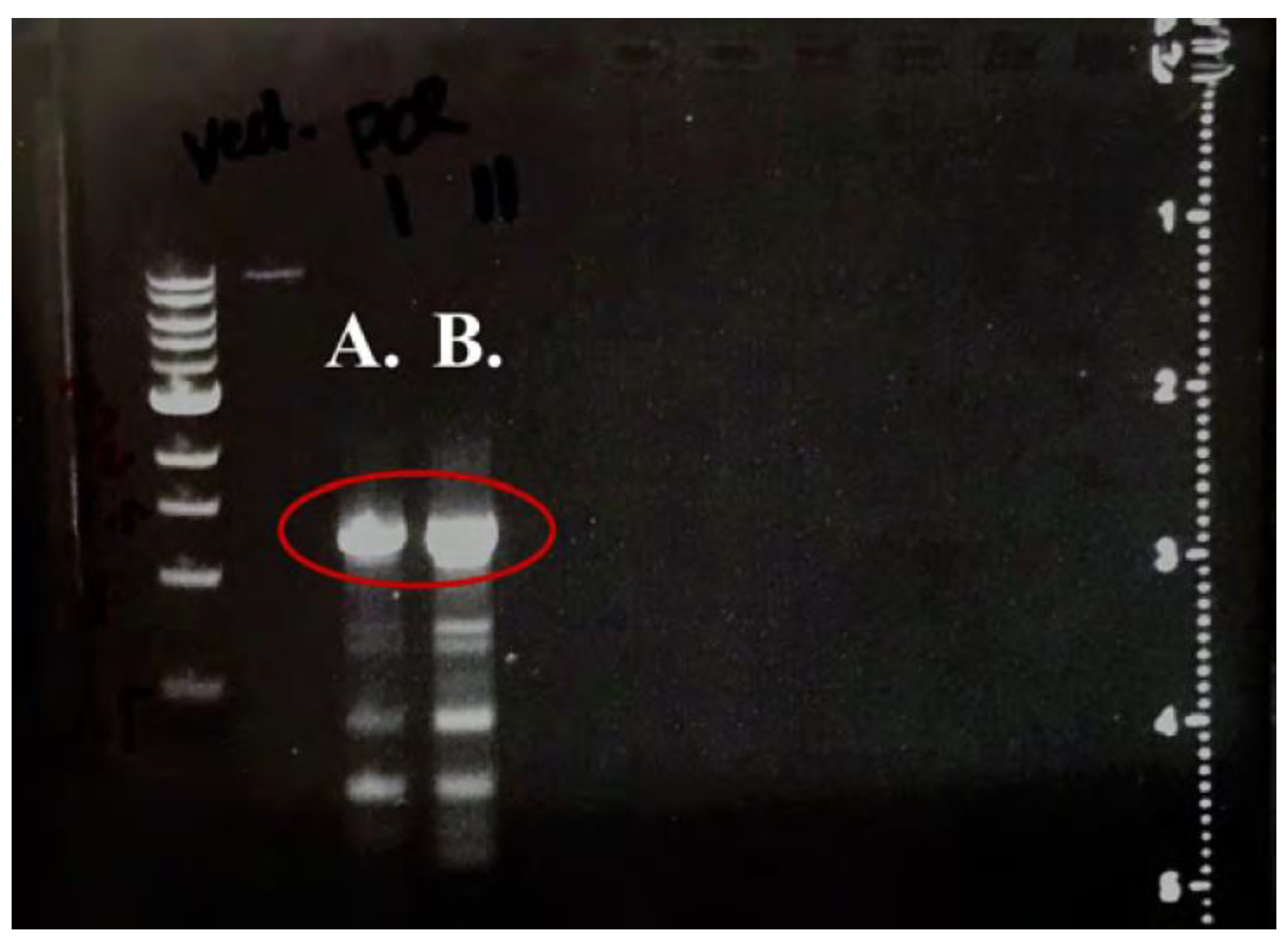 Preprints 137458 g001