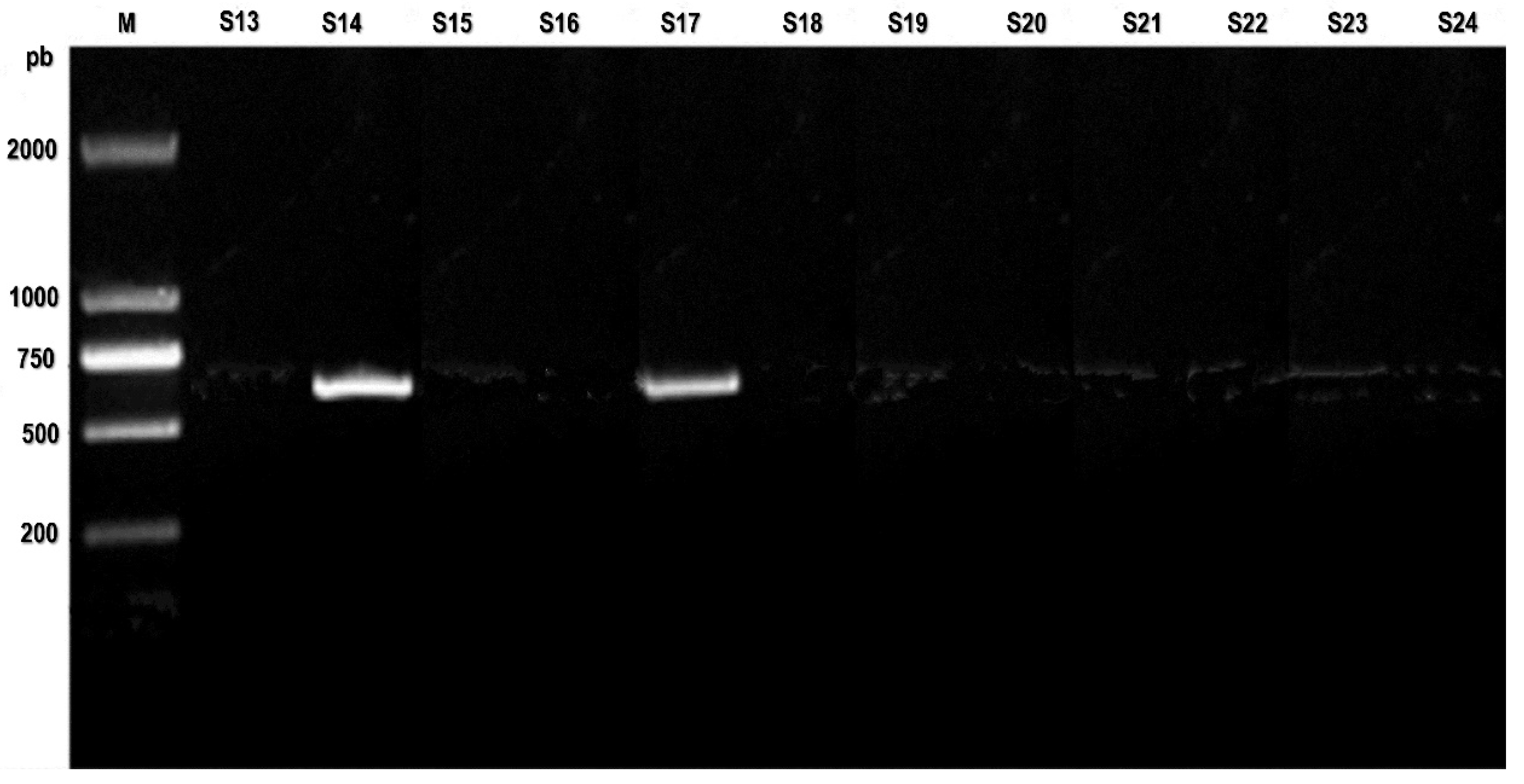 Preprints 145887 g002