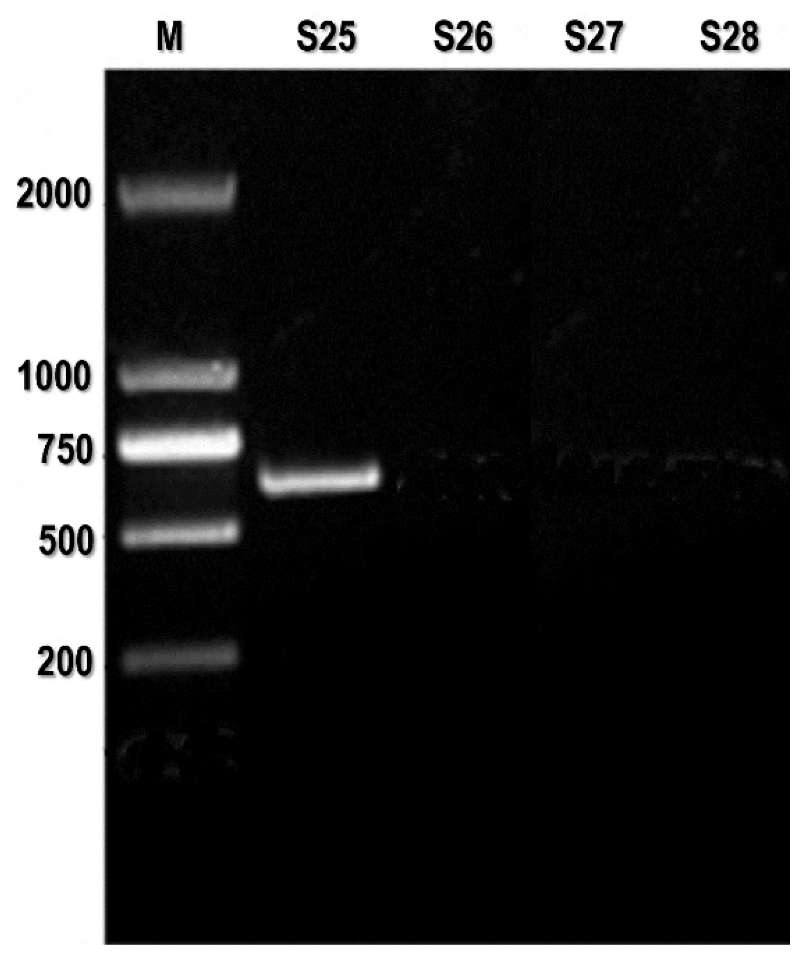 Preprints 145887 g003