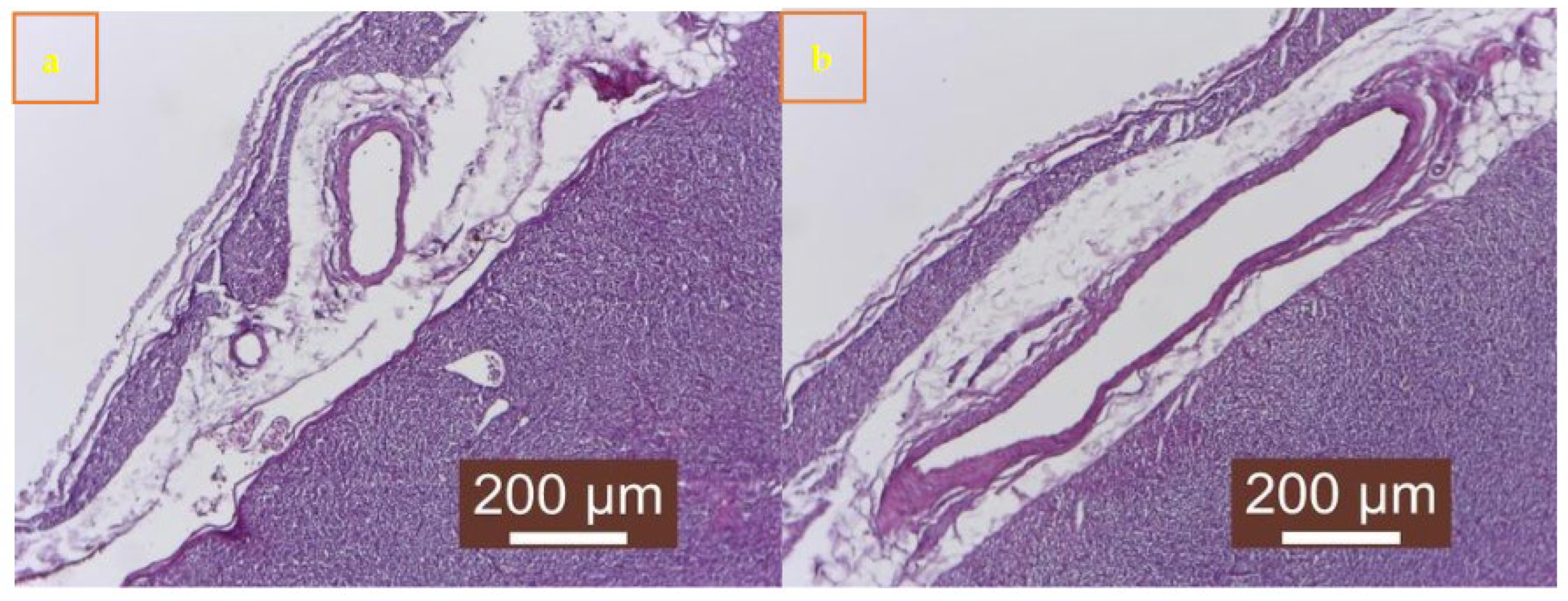 Preprints 145887 g005