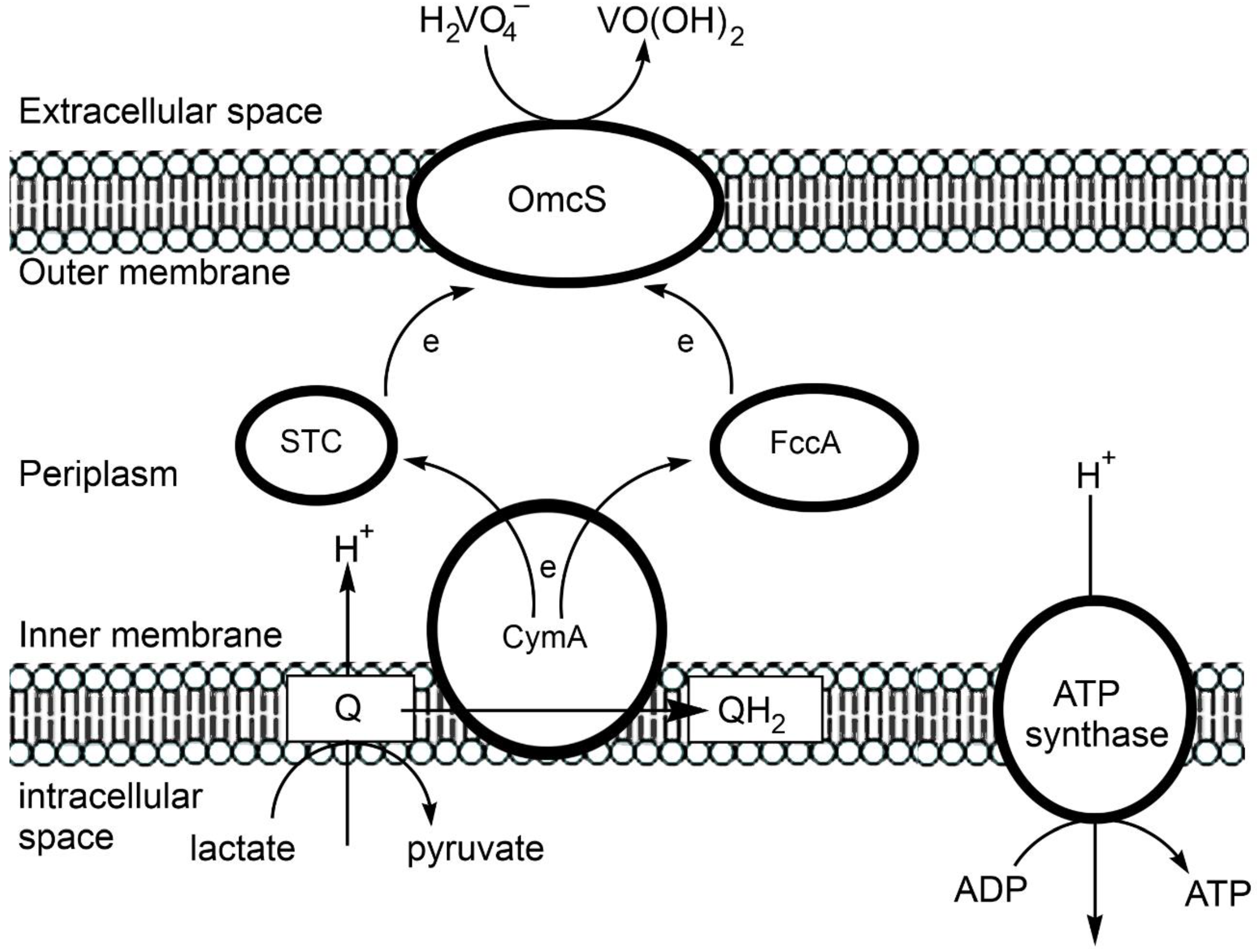 Preprints 149000 g003