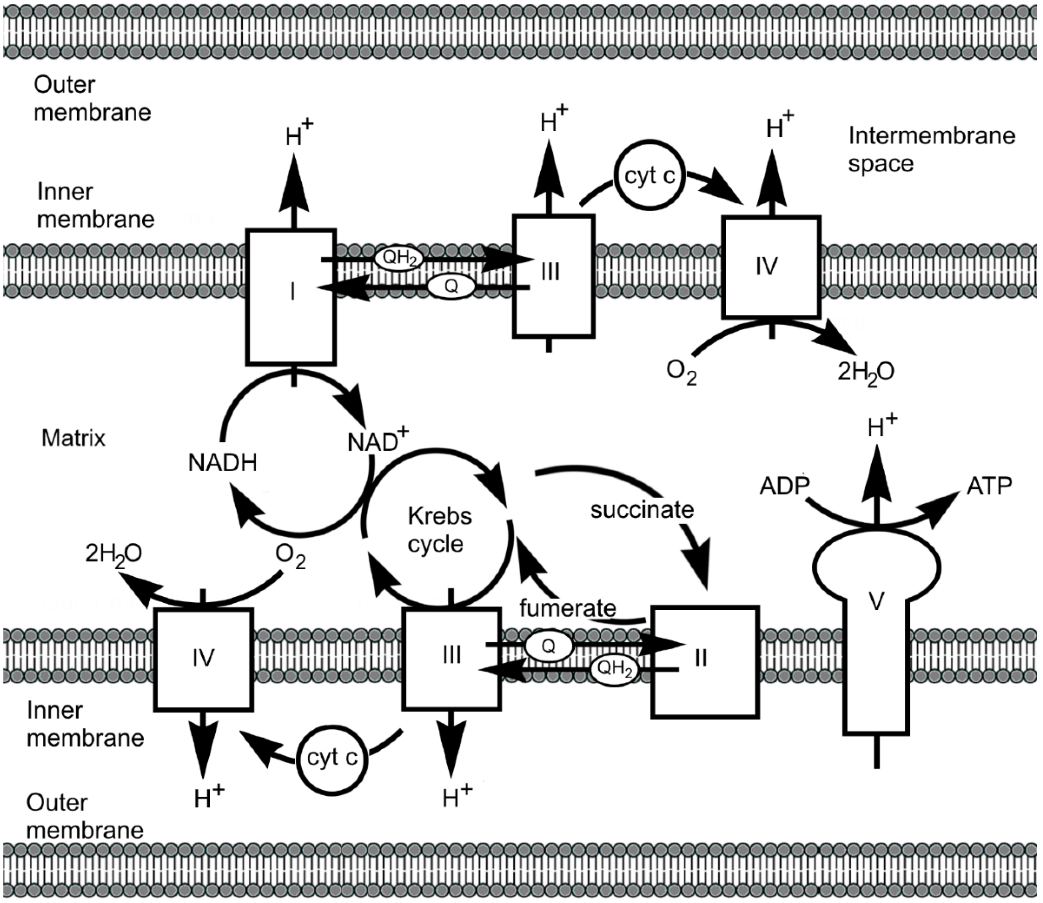 Preprints 149000 g035