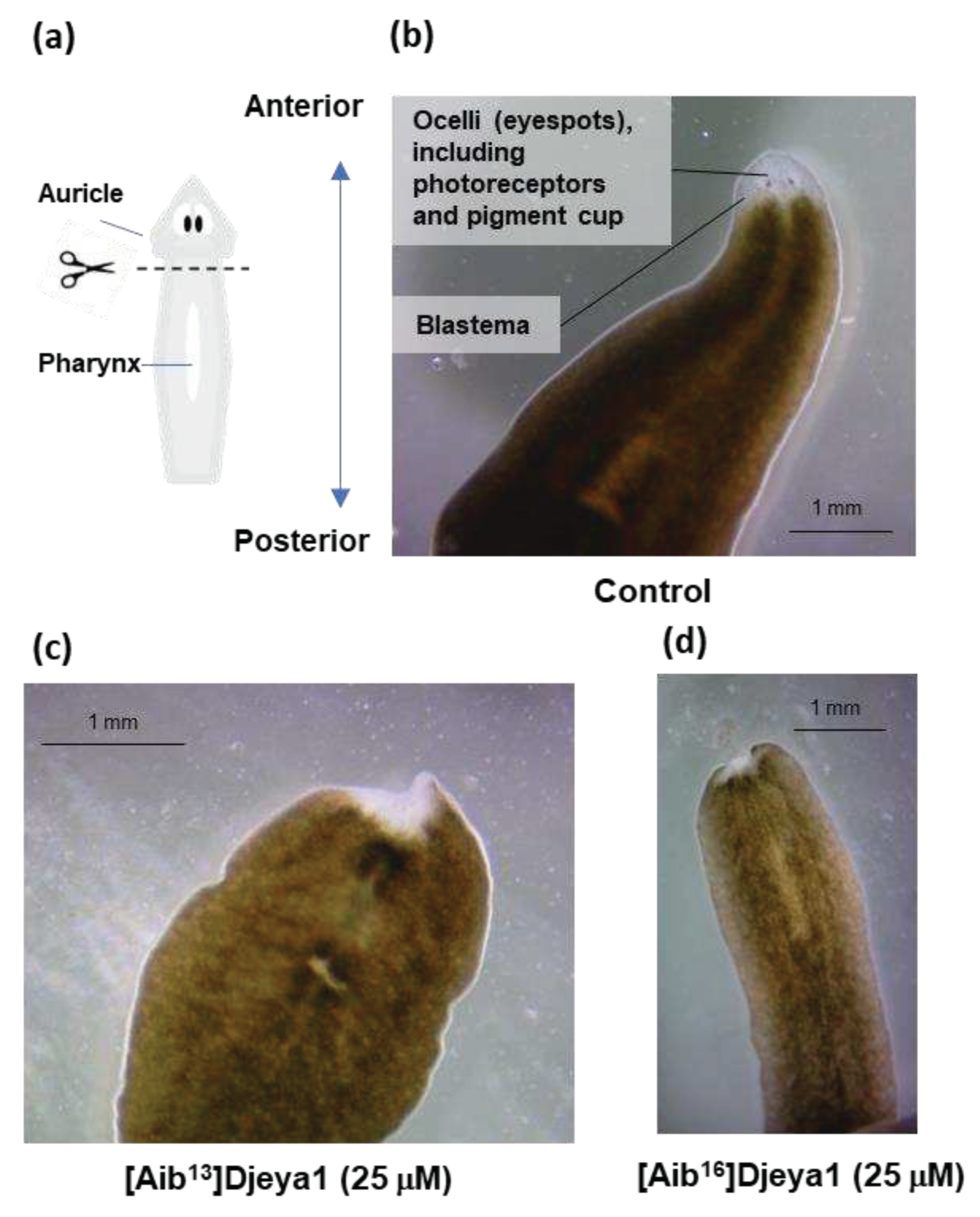 Preprints 77309 g002